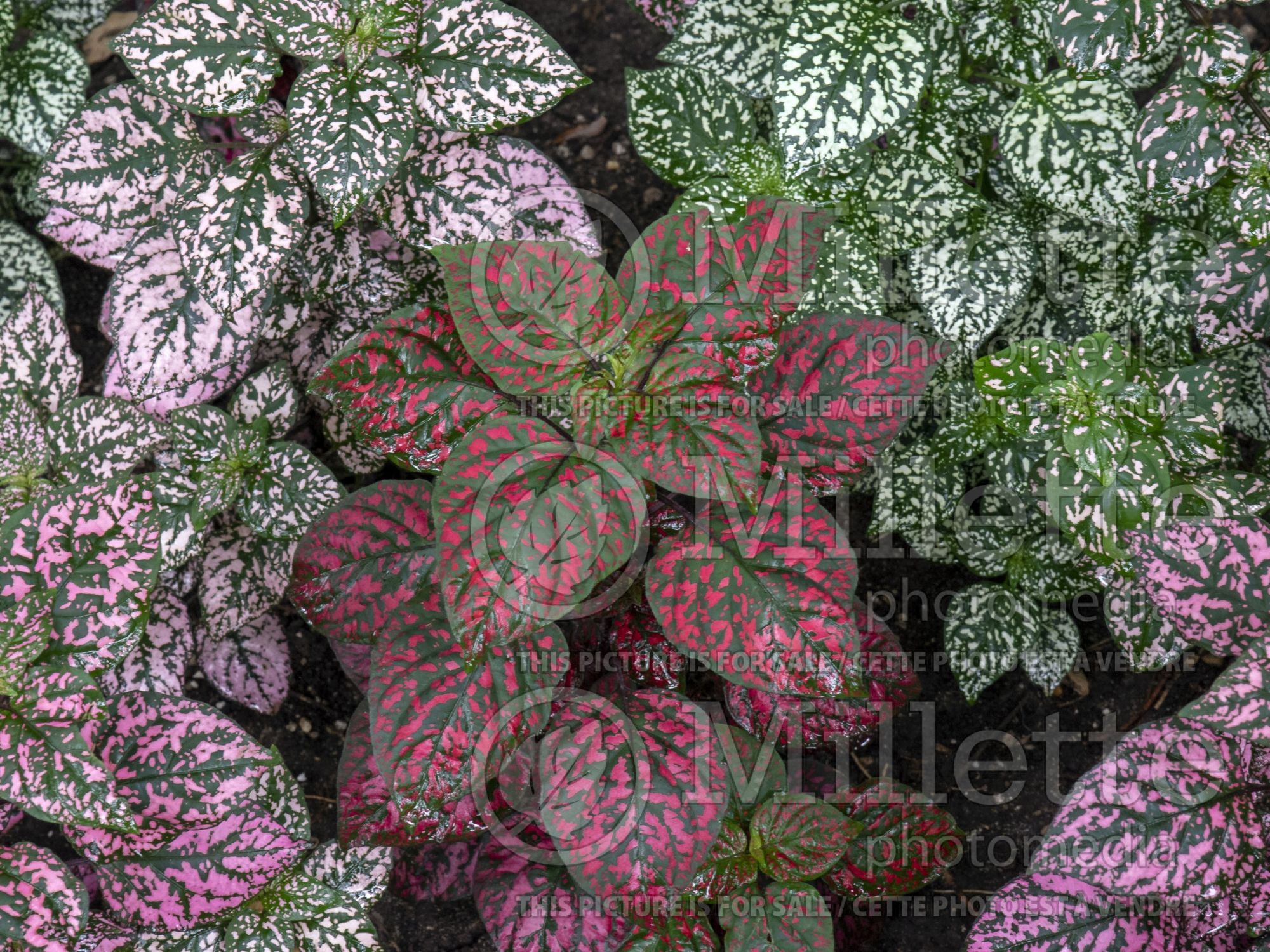 Hypoestes Hippo Red (Polka Dot Plant) 1