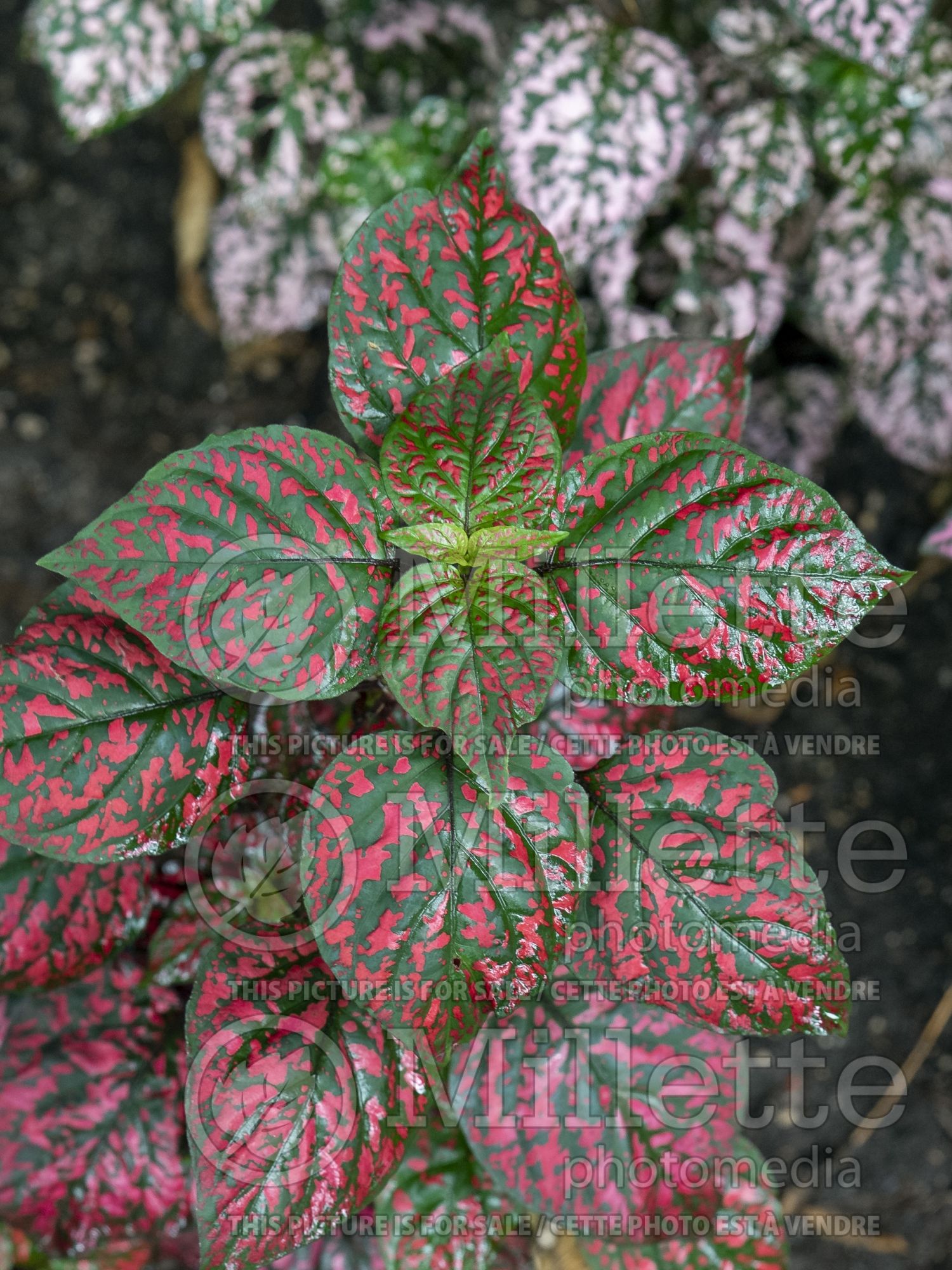 Hypoestes Hippo Red (Polka Dot Plant) 2