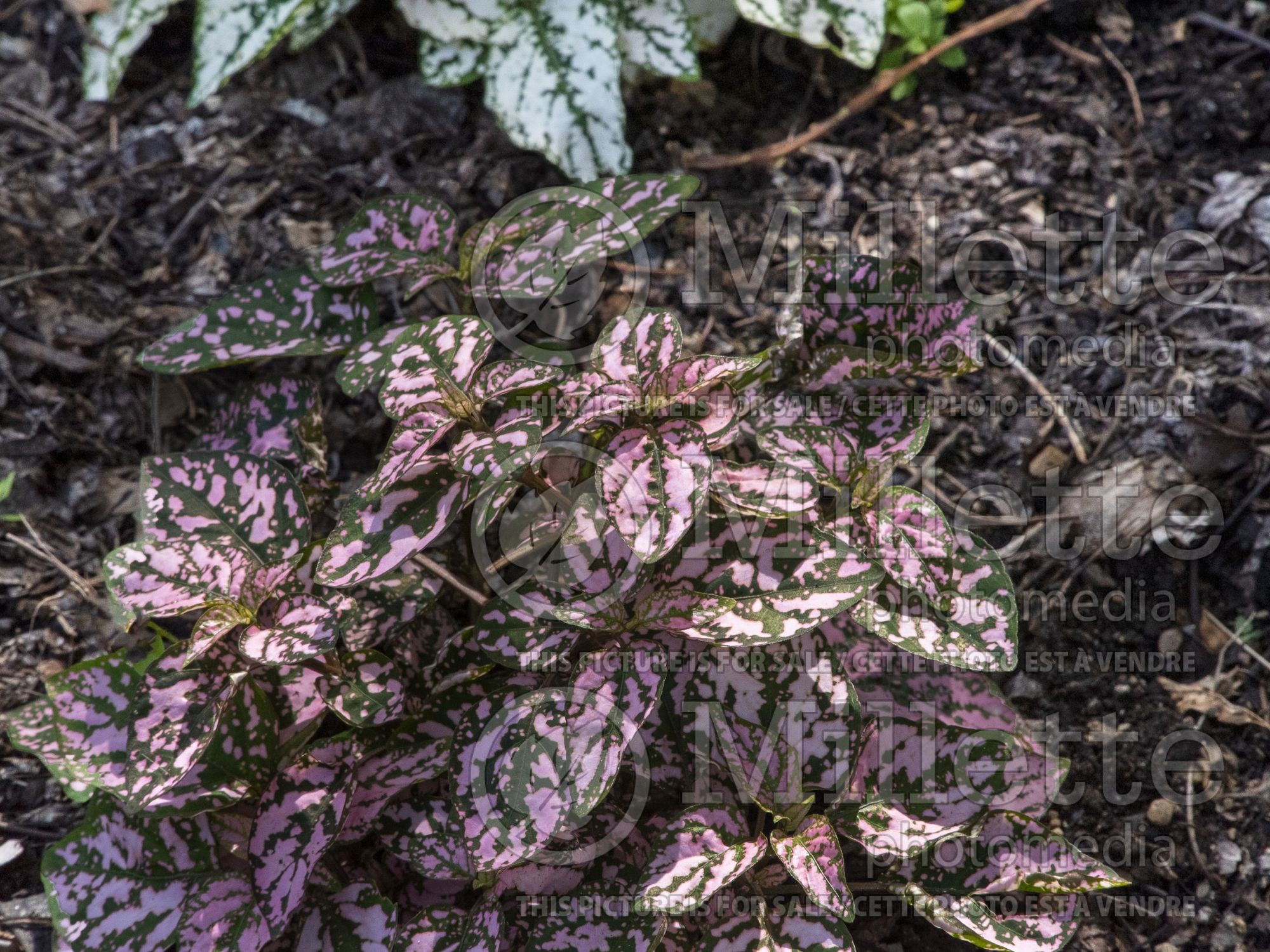 Hypoestes Pink Splash (Polka Dot Plant) 1