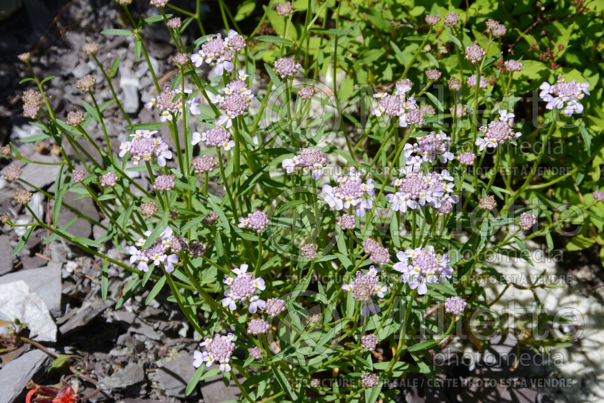 Iberis Sweetheart (Candytuft) 1