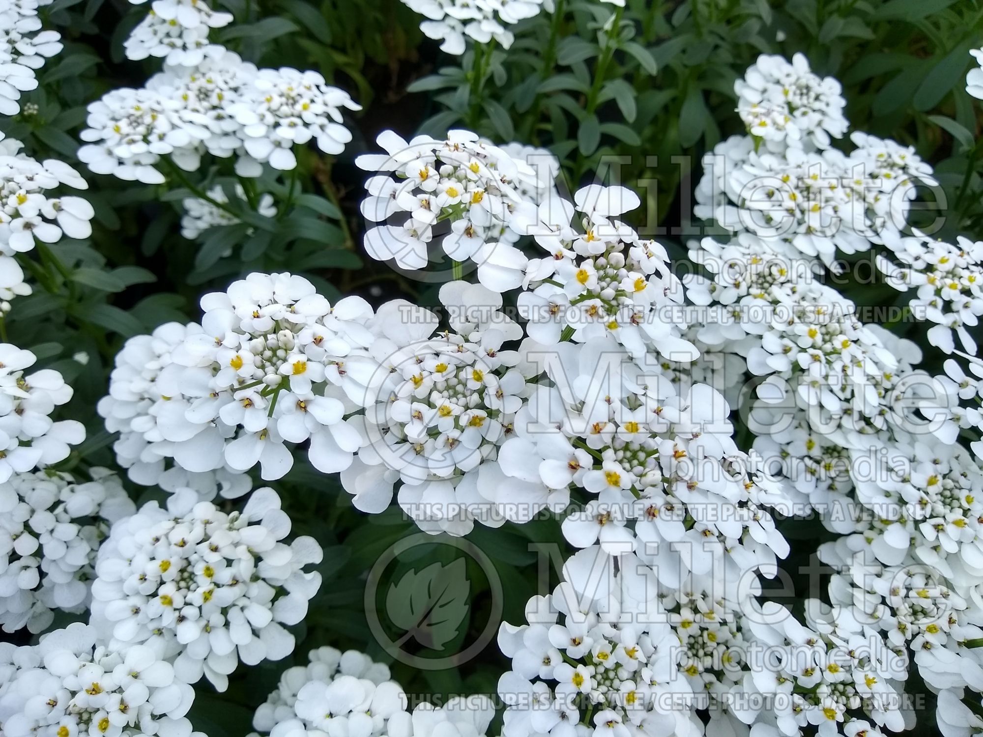 Iberis Masterpiece (Candytuft) 2