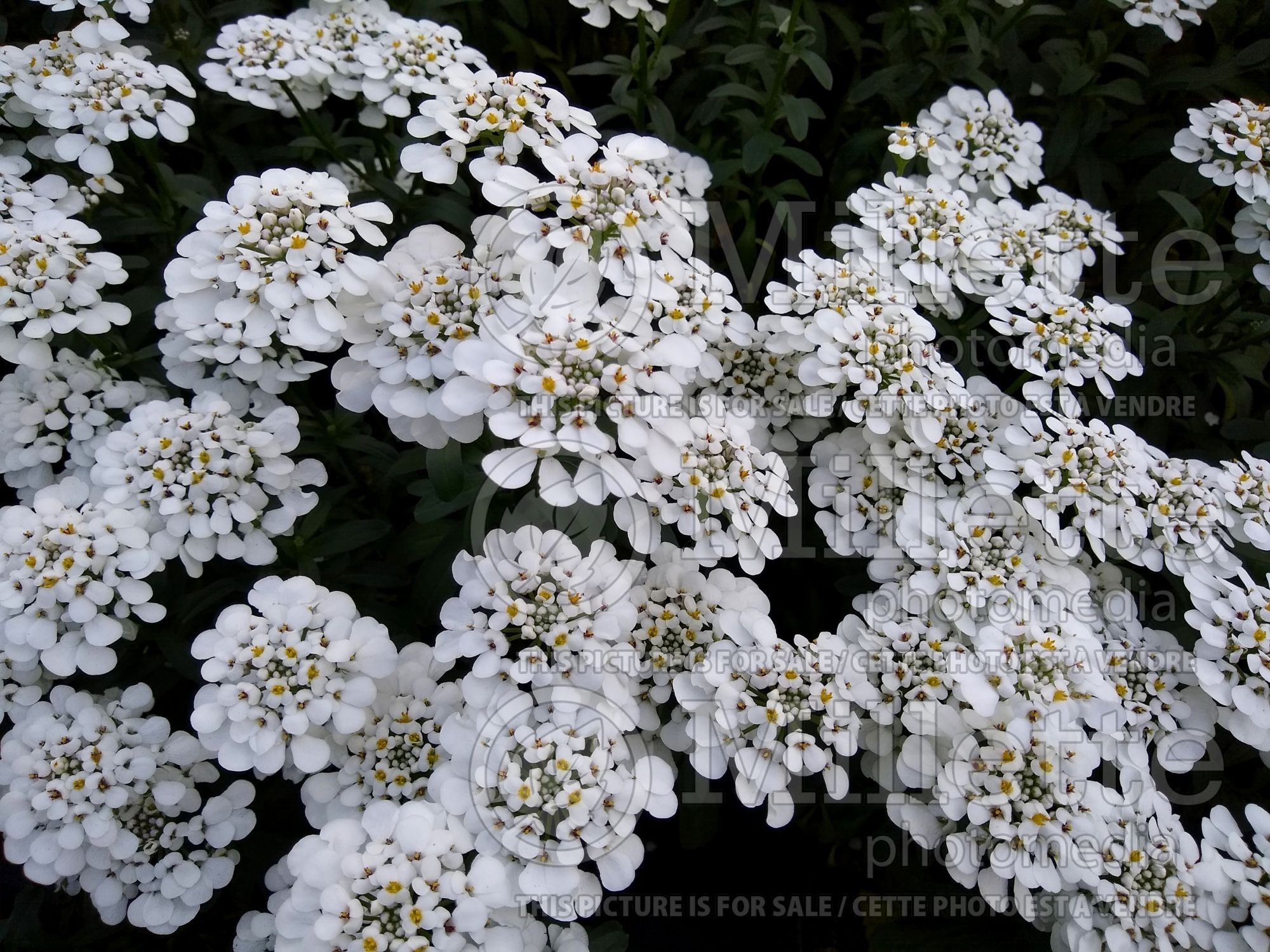 Iberis Masterpiece (Candytuft) 3