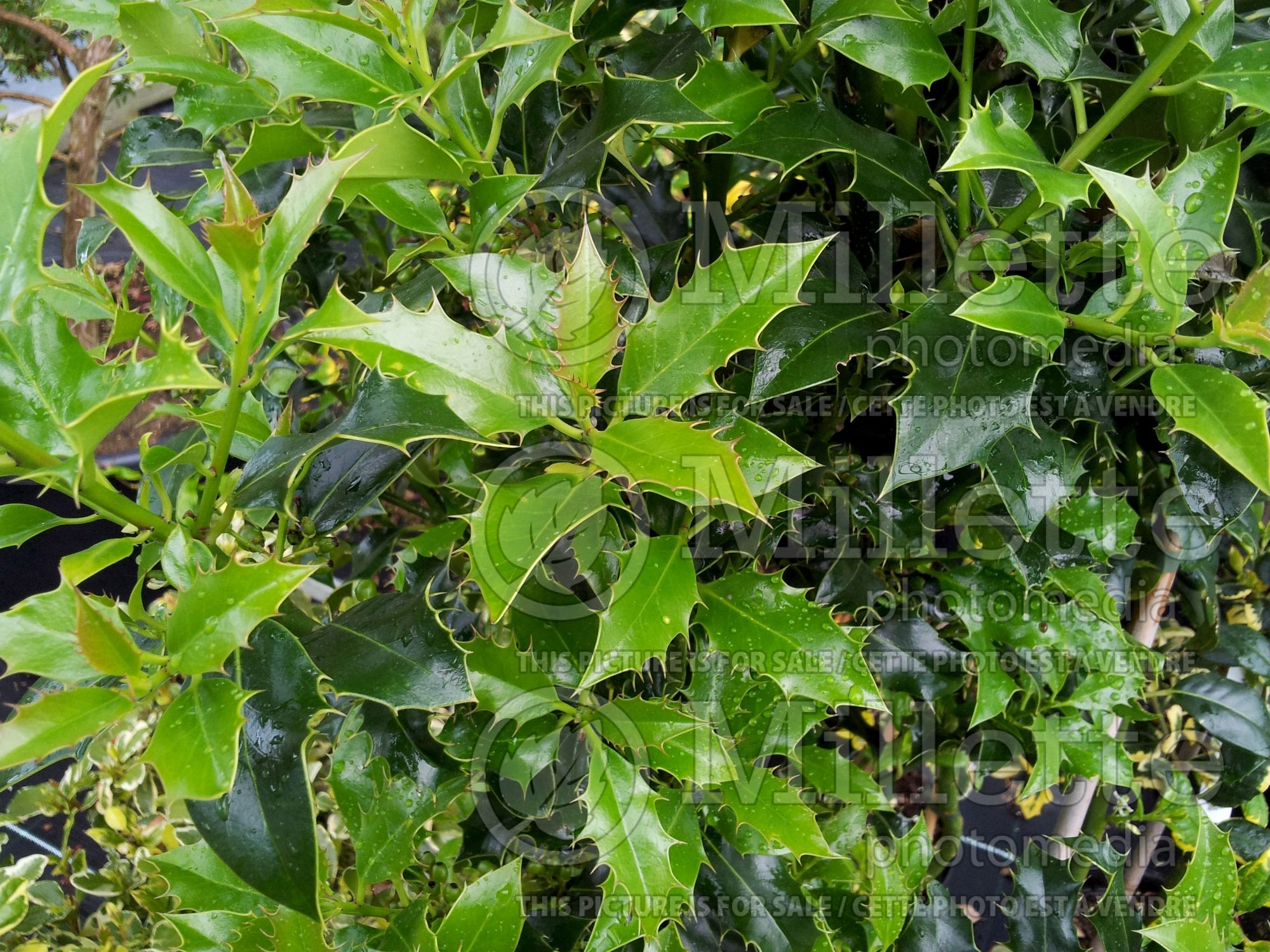 Ilex Alaska (Holly) 1