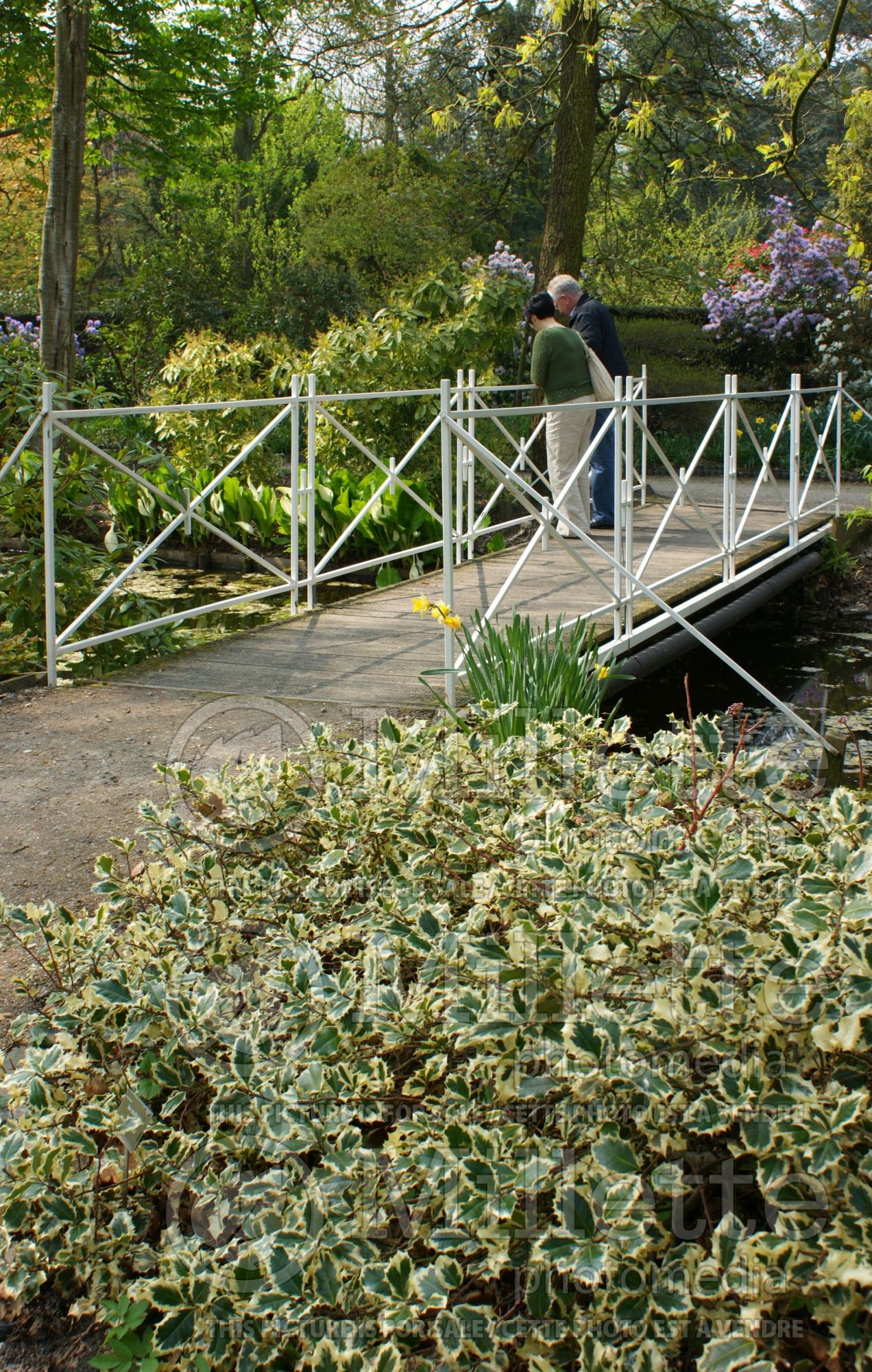 Ilex Aureomarginata aka Aureamarginata (Boxwood Holly) 5