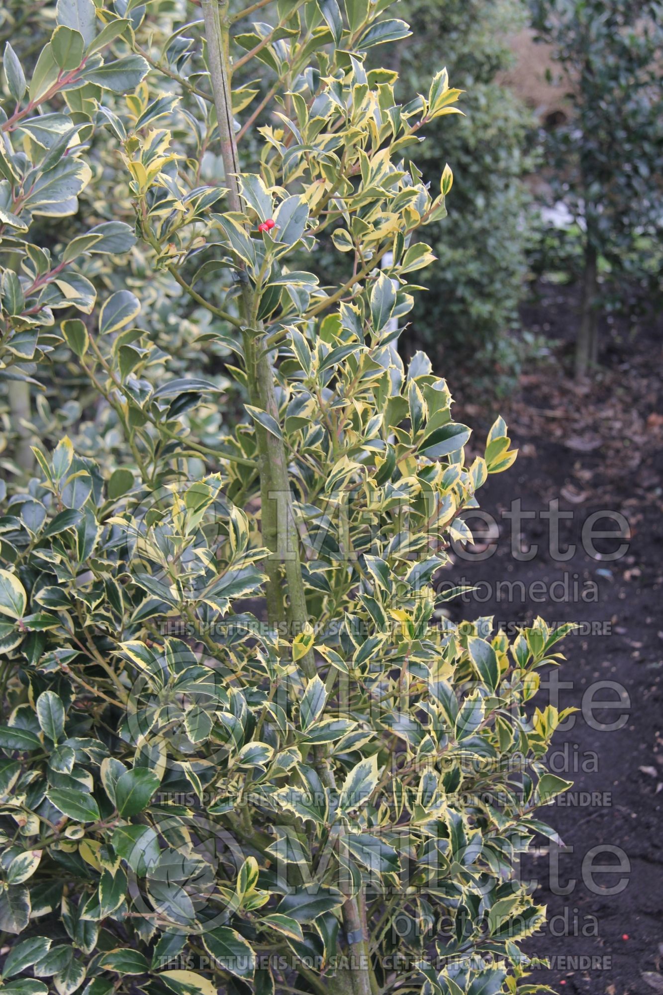 Ilex Aureomarginata aka Aureamarginata (Boxwood Holly) 4