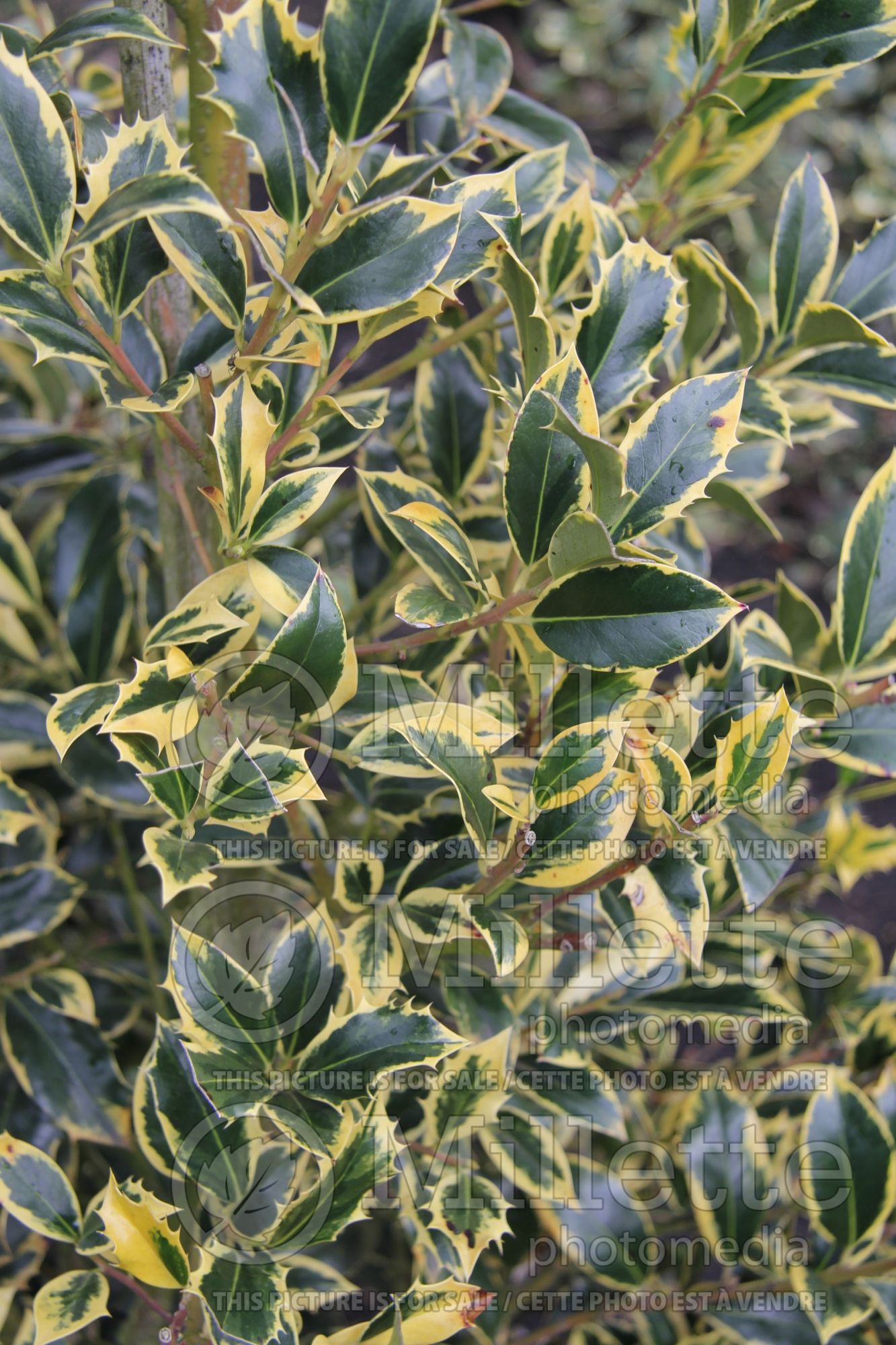 Ilex Aureomarginata aka Aureamarginata (Boxwood Holly) 3