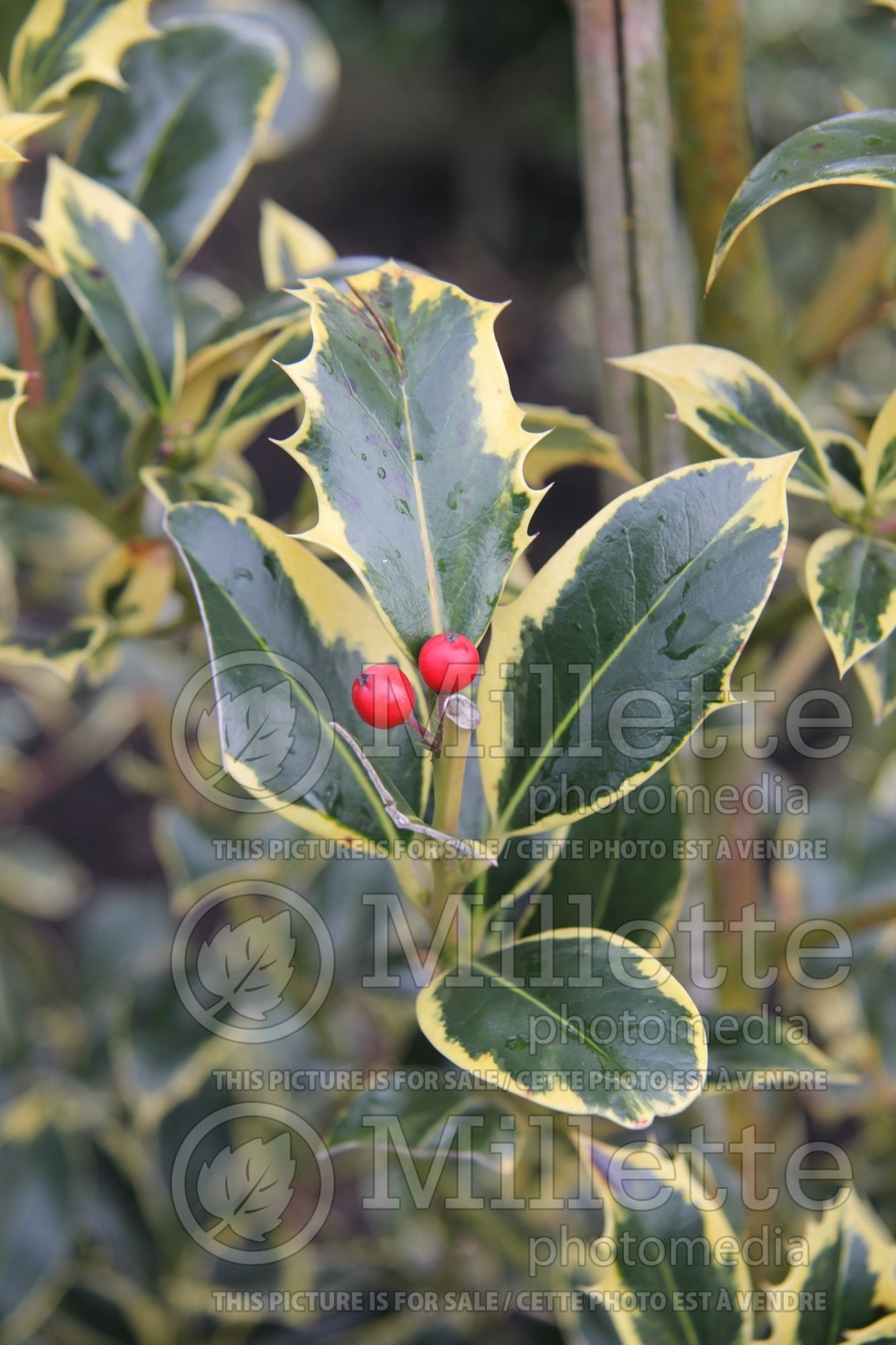 Ilex Aureomarginata aka Aureamarginata (Boxwood Holly) 2