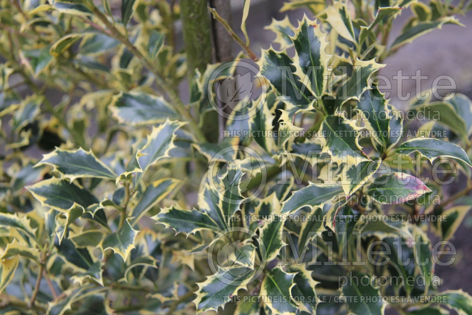 Ilex Pyramidalis Aureomarginata (Boxwood Holly) 1