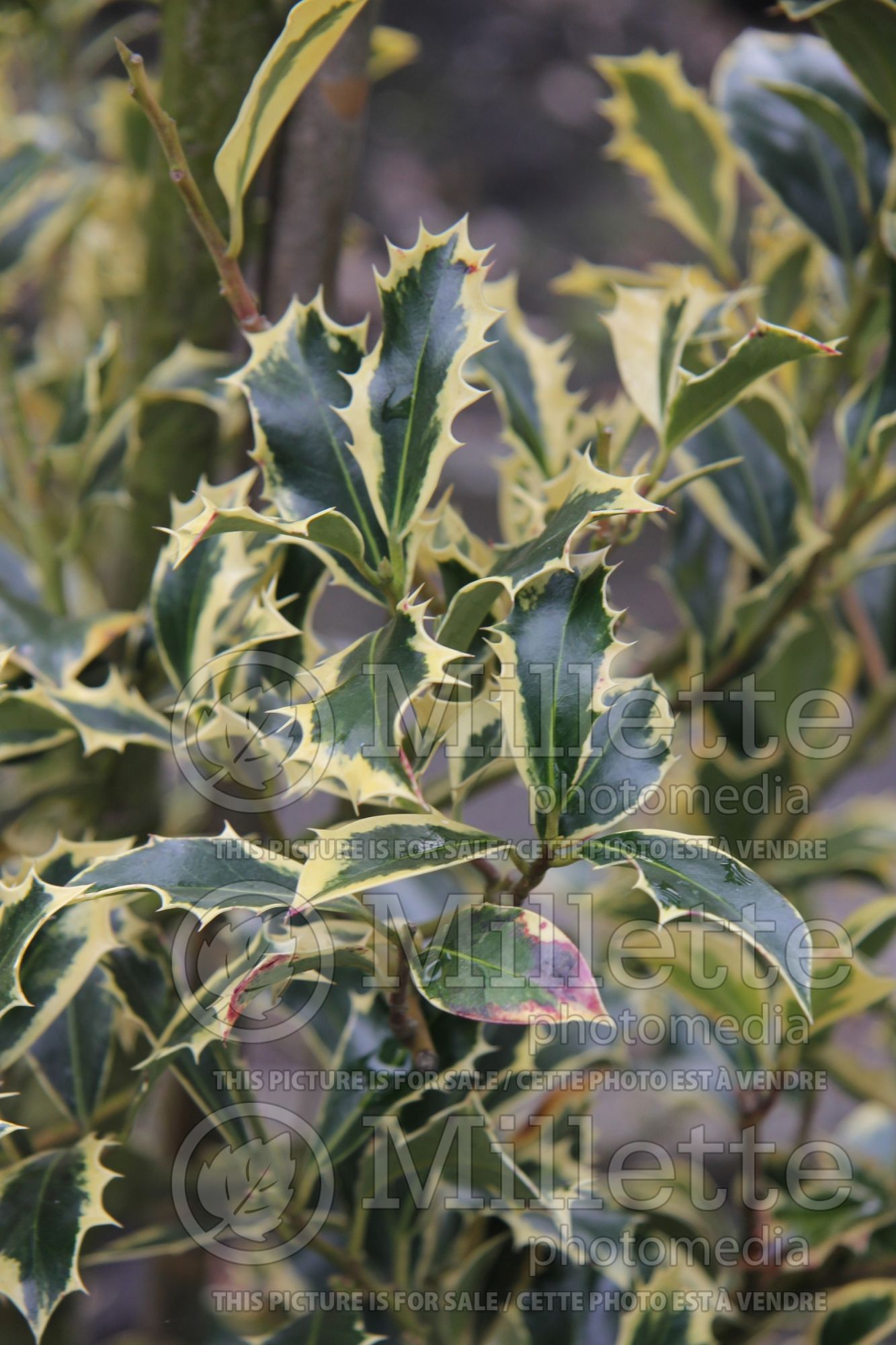 Ilex Pyramidalis Aureomarginata (Boxwood Holly) 2