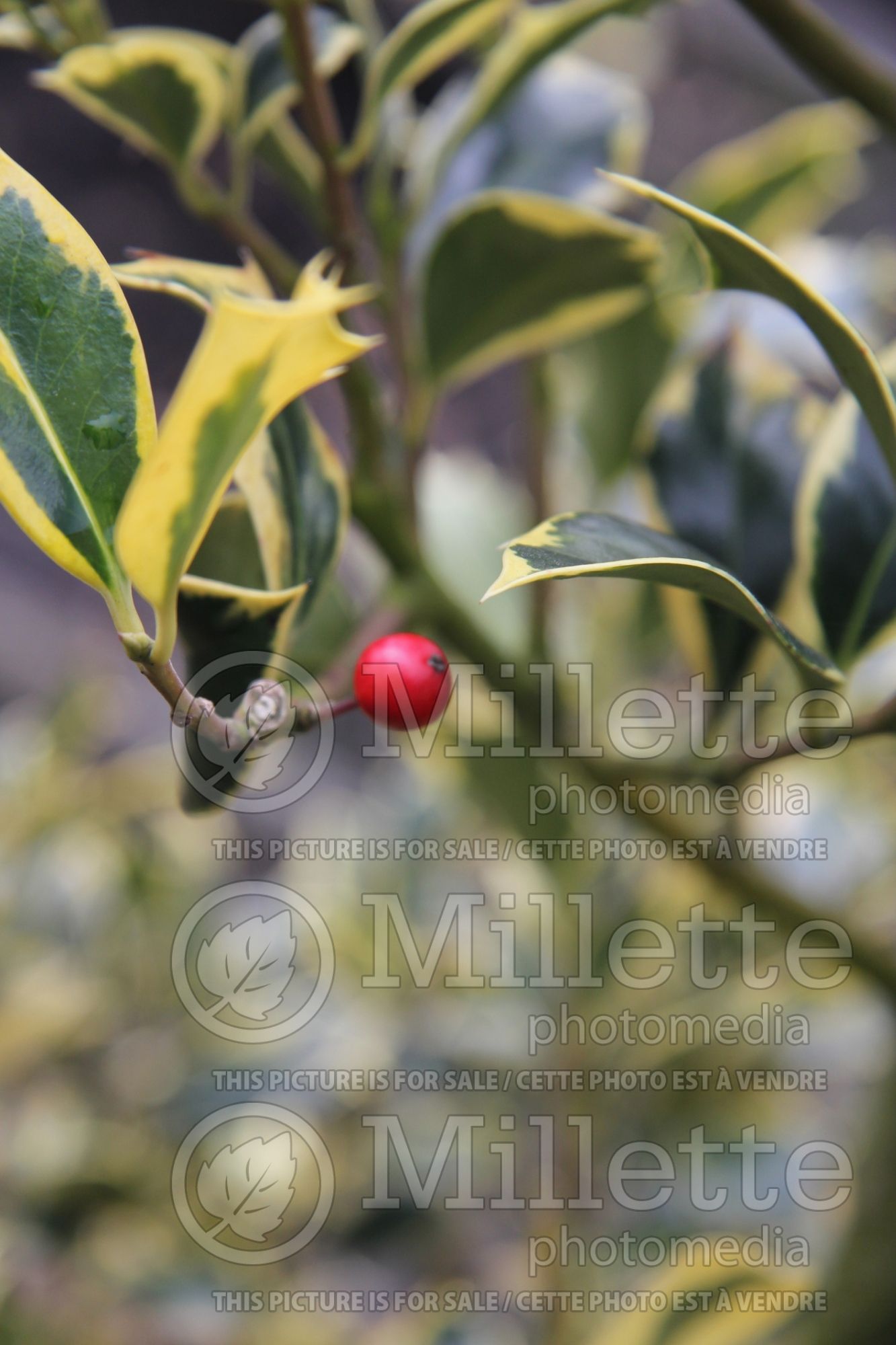 Ilex Pyramidalis Aureomarginata (Boxwood Holly) 3