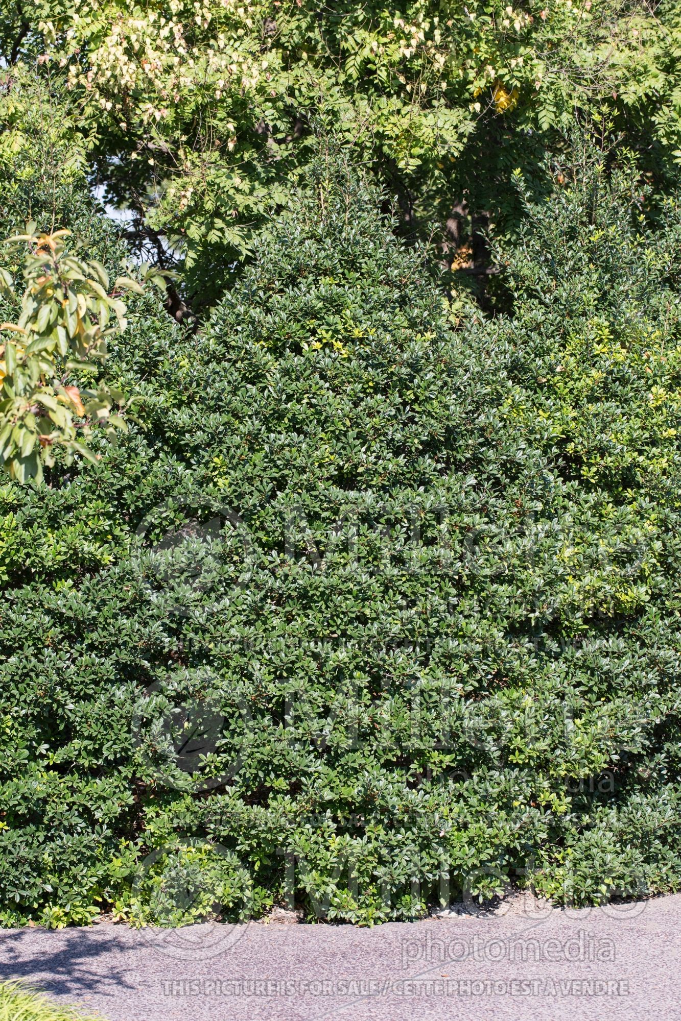 Ilex Fosteri (foster holly) 1