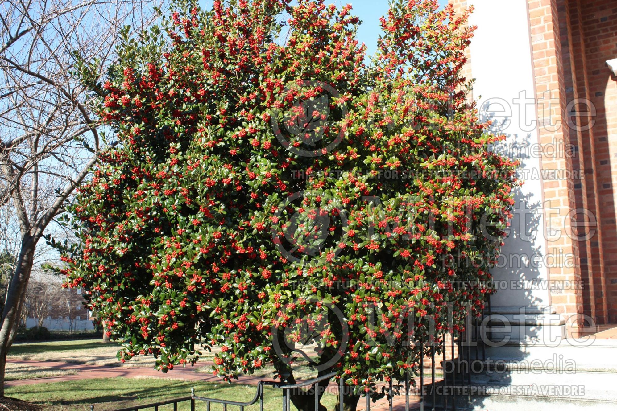 Ilex Burfordii (Boxwood Holly) 6