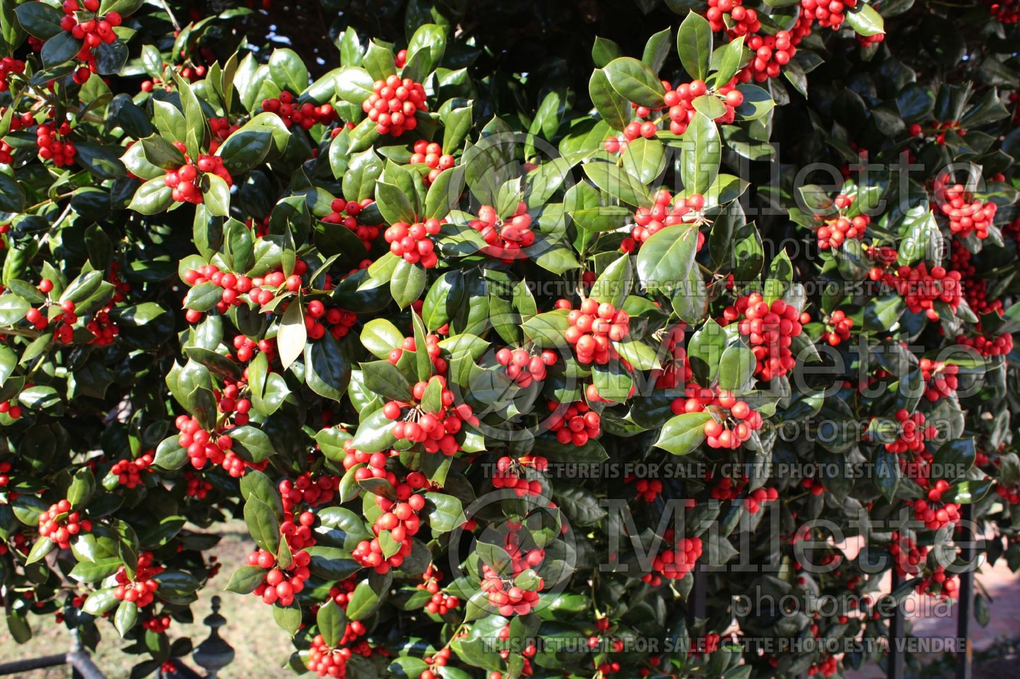Ilex Burfordii (Boxwood Holly) 3
