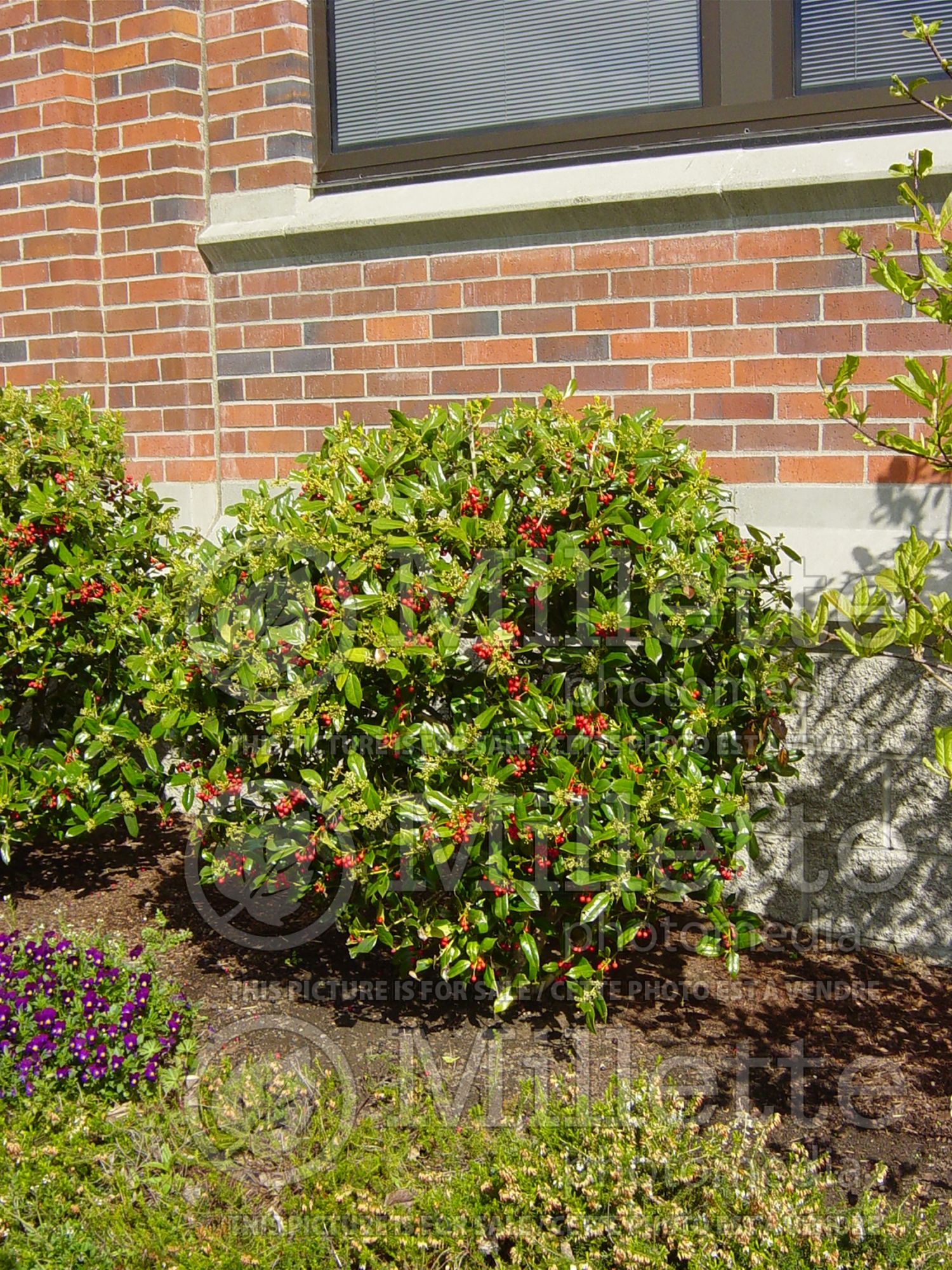 Ilex Burfordii (Boxwood Holly) 5