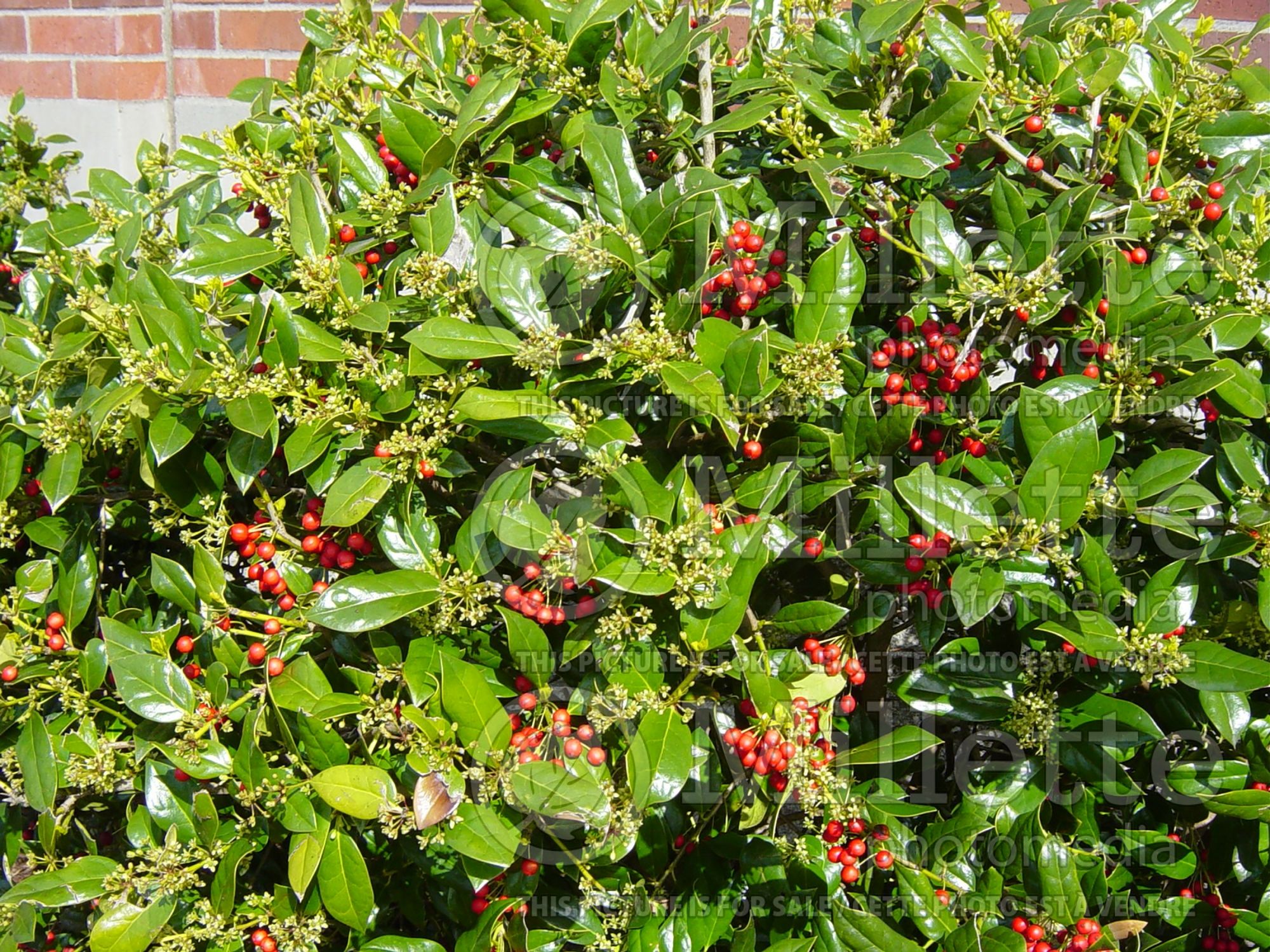 Ilex Burfordii (Boxwood Holly) 4
