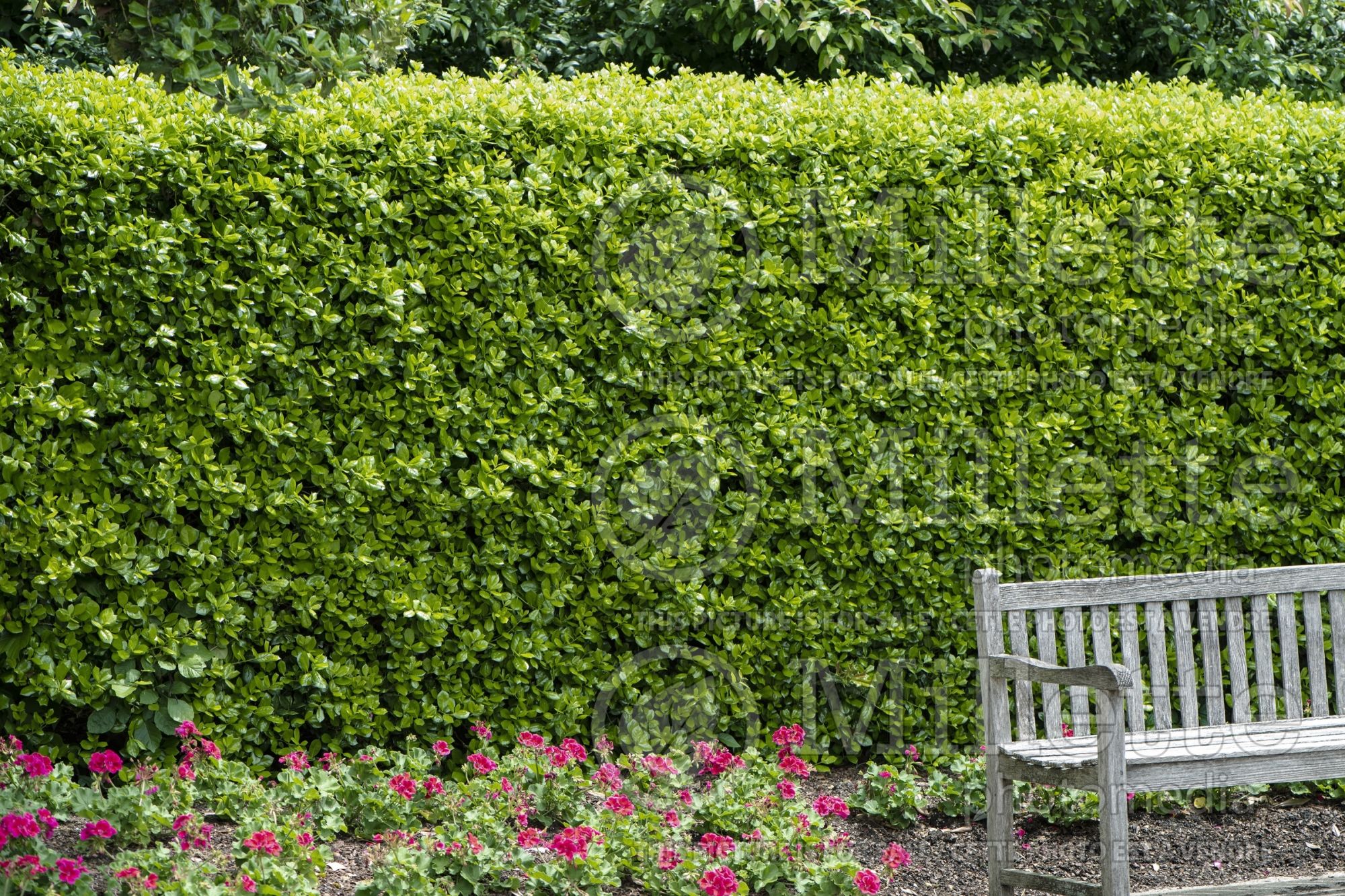 Ilex - Holly hedge 3