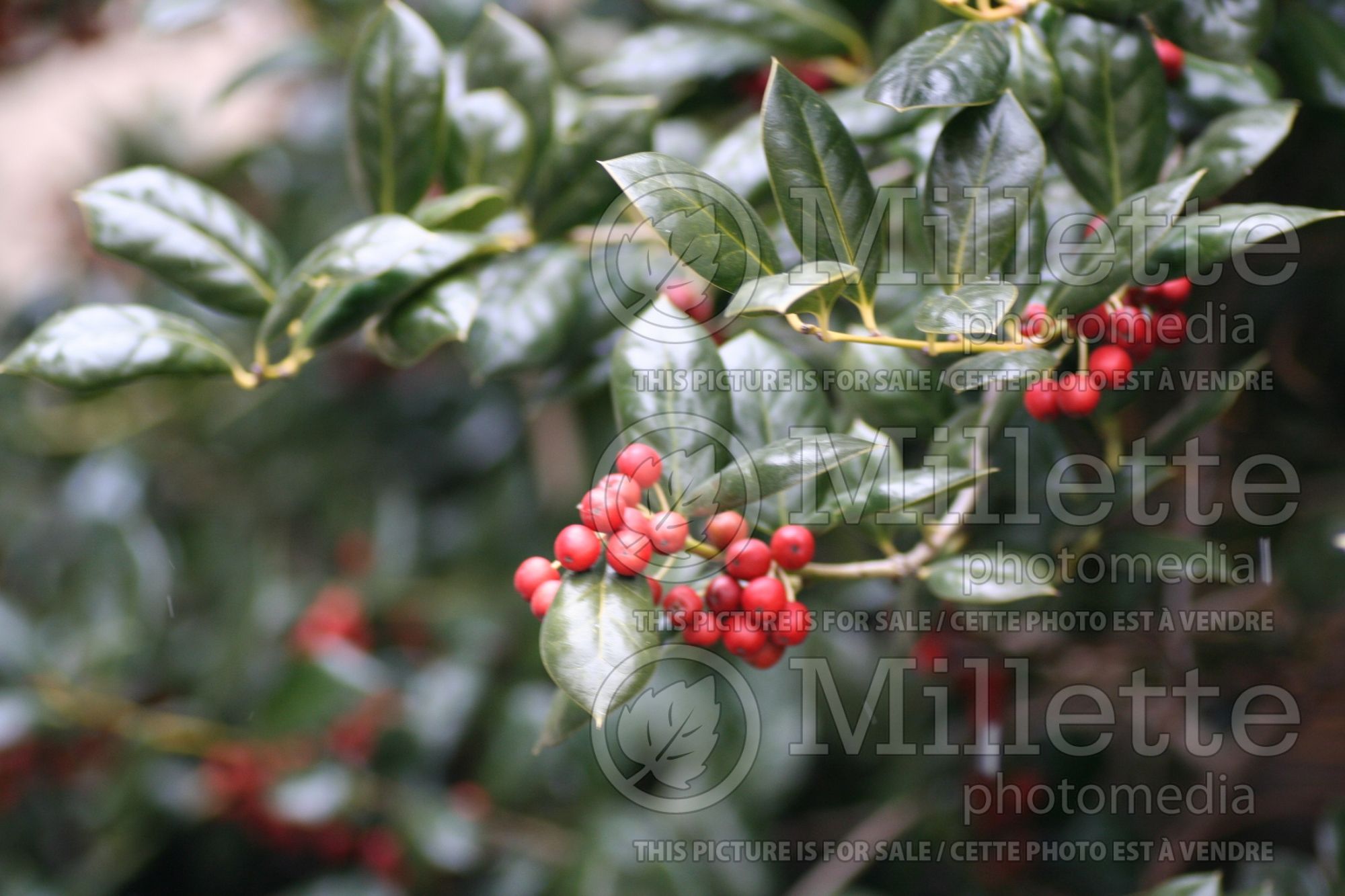 Ilex Burfordii (Boxwood Holly) 2