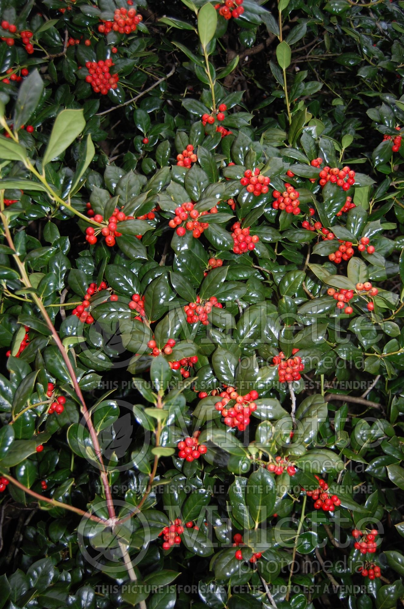 Ilex Burfordii (Boxwood Holly) 1
