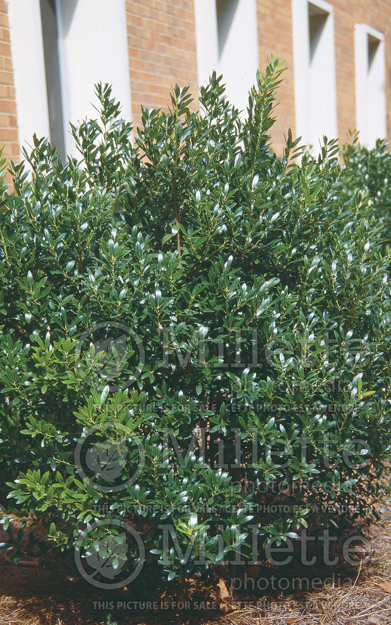 Ilex Compacta (Boxwood Holly) 1