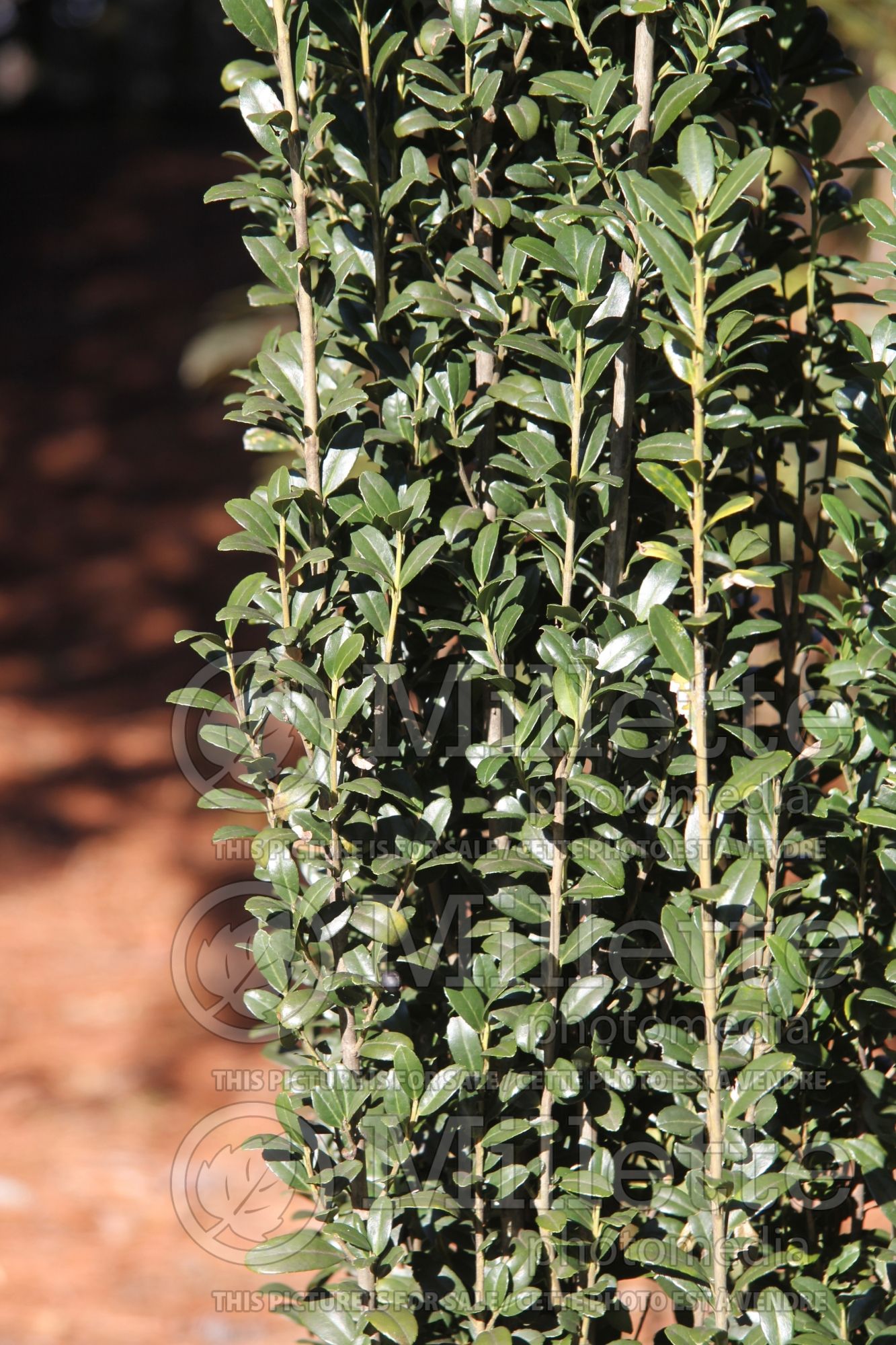 Ilex Sky Pencil (Japanese holly - Houx) 13
