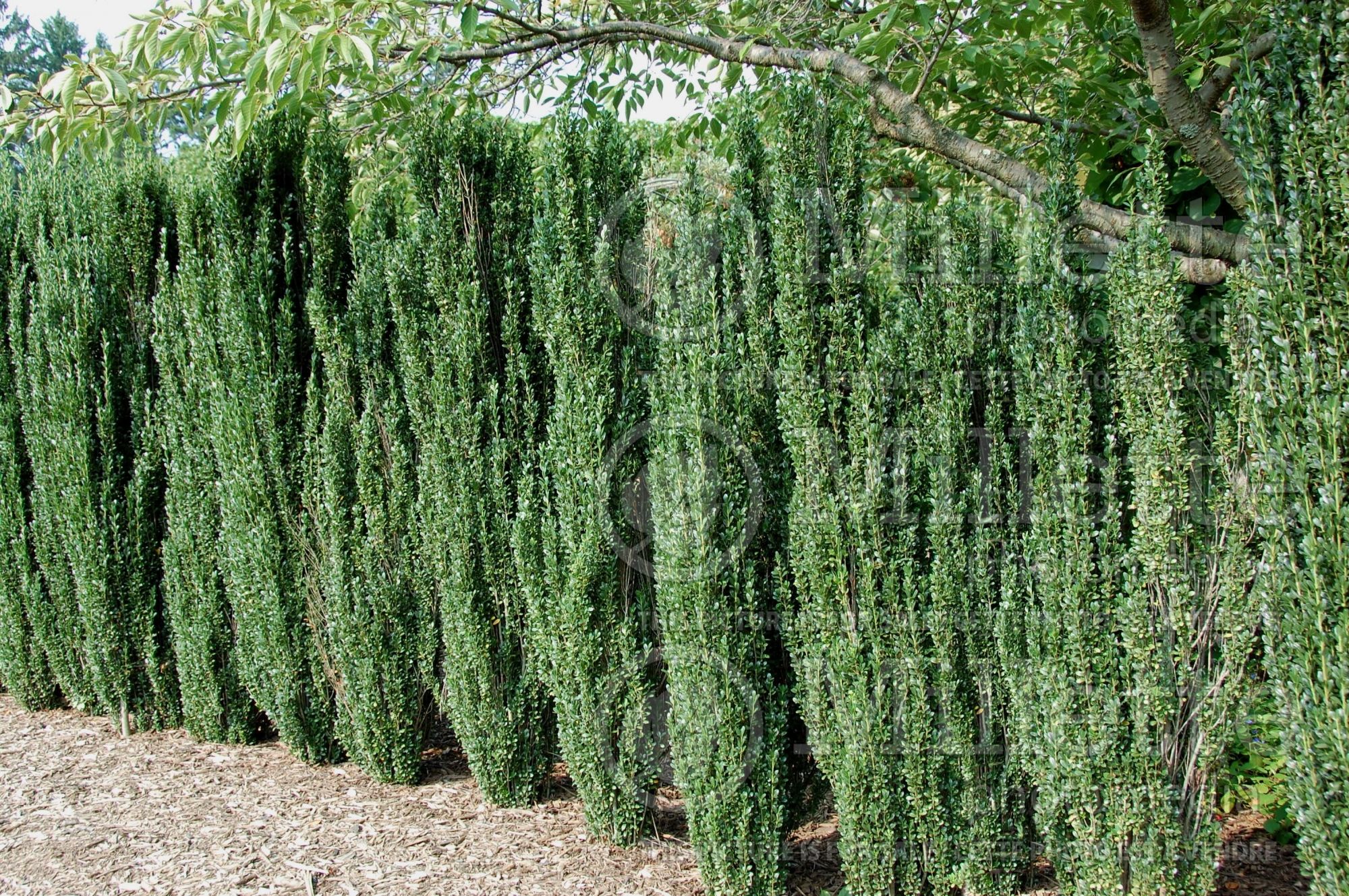 Ilex Sky Pencil (Japanese holly - Houx) 12