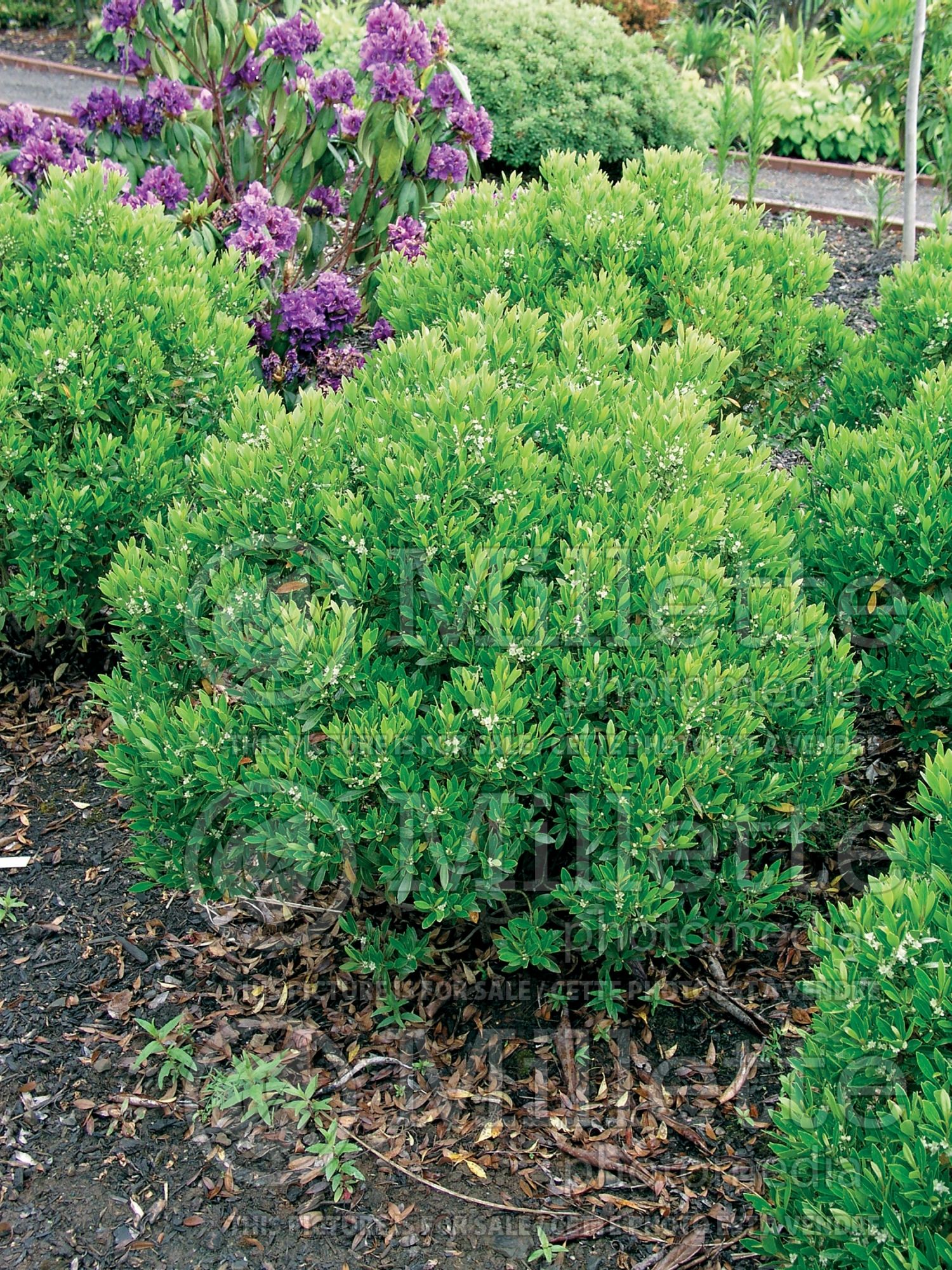 Ilex Shamrock (Blue Holly Inkberry) 7