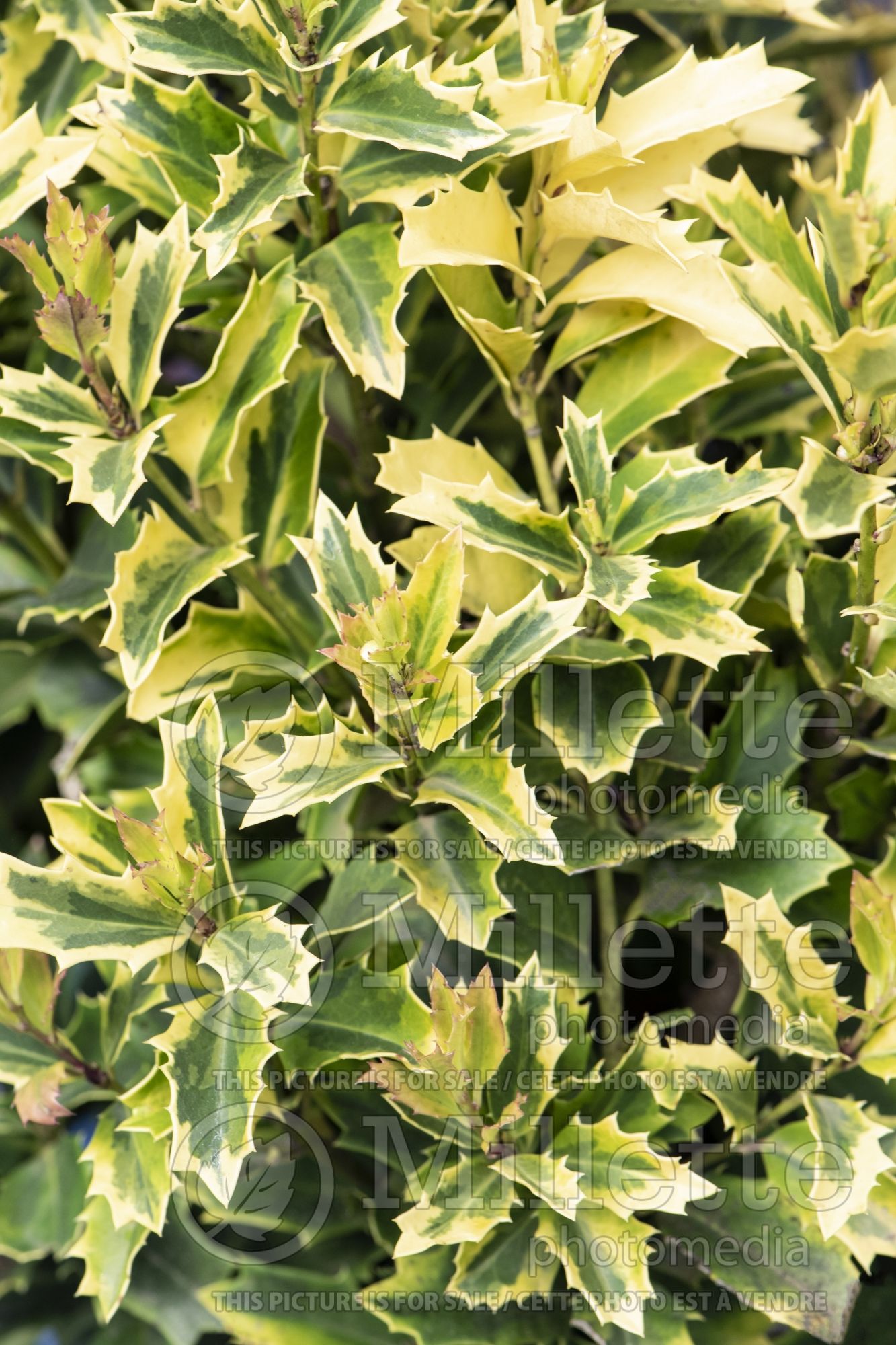 Ilex Golden Oakland (Boxwood Holly) 1
