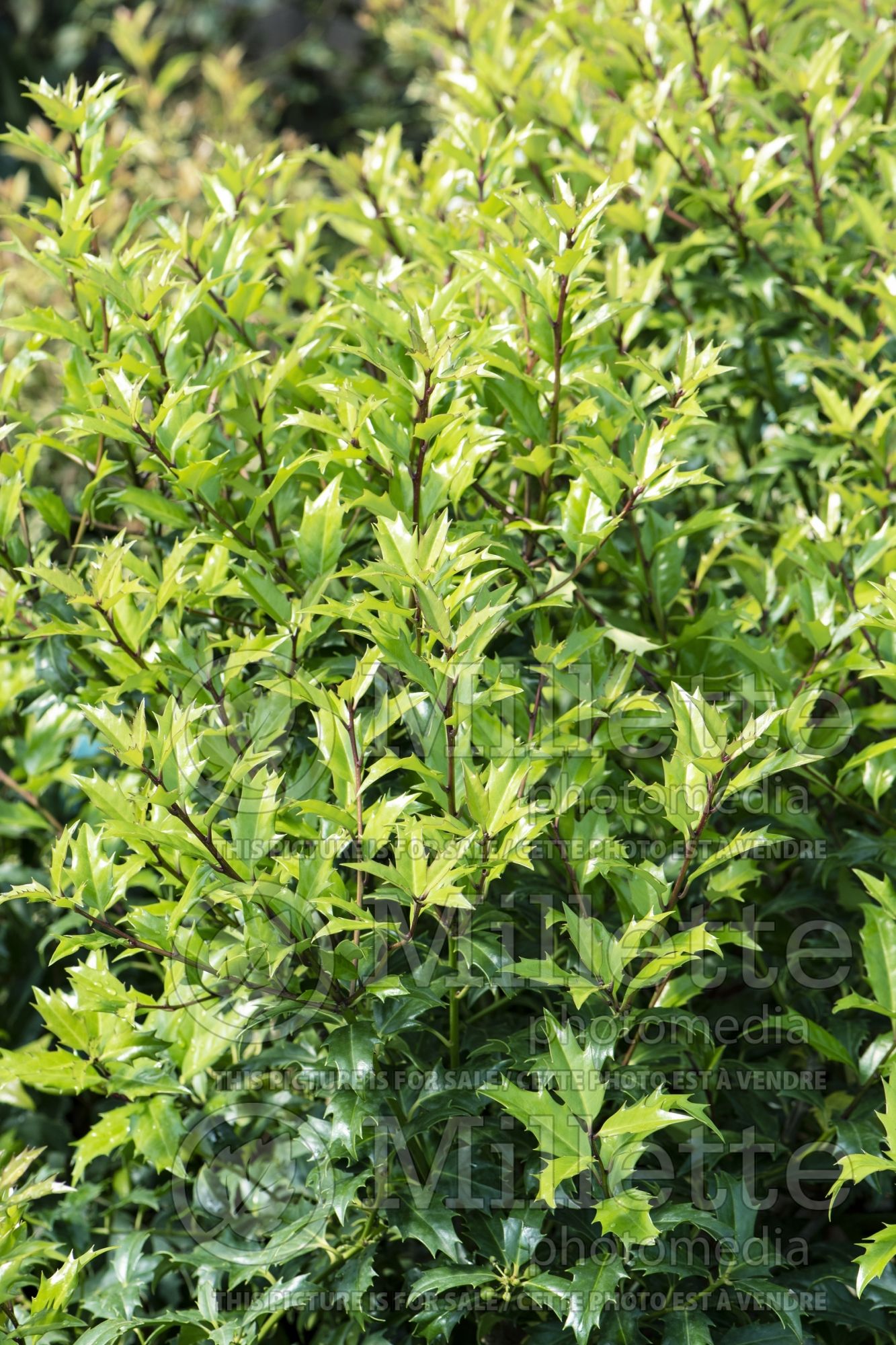 Ilex Lucky Leaf (Boxwood Holly) 1