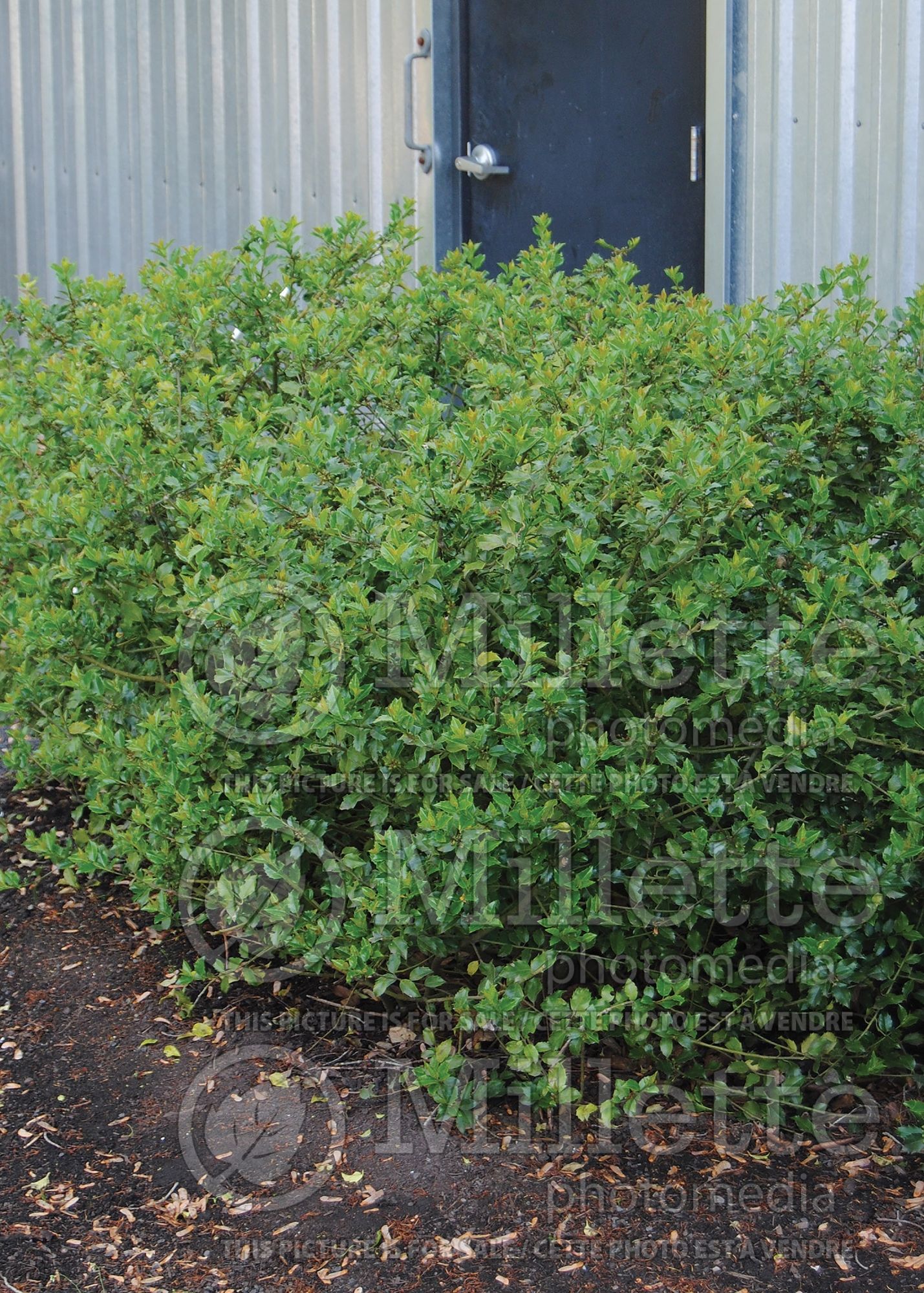 Ilex Blue Boy (Winterberry) 2