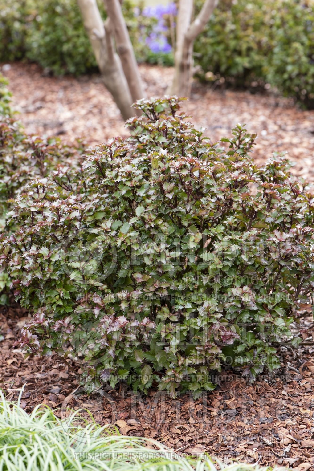 Ilex Mondo Little Rascal (Holly) 2