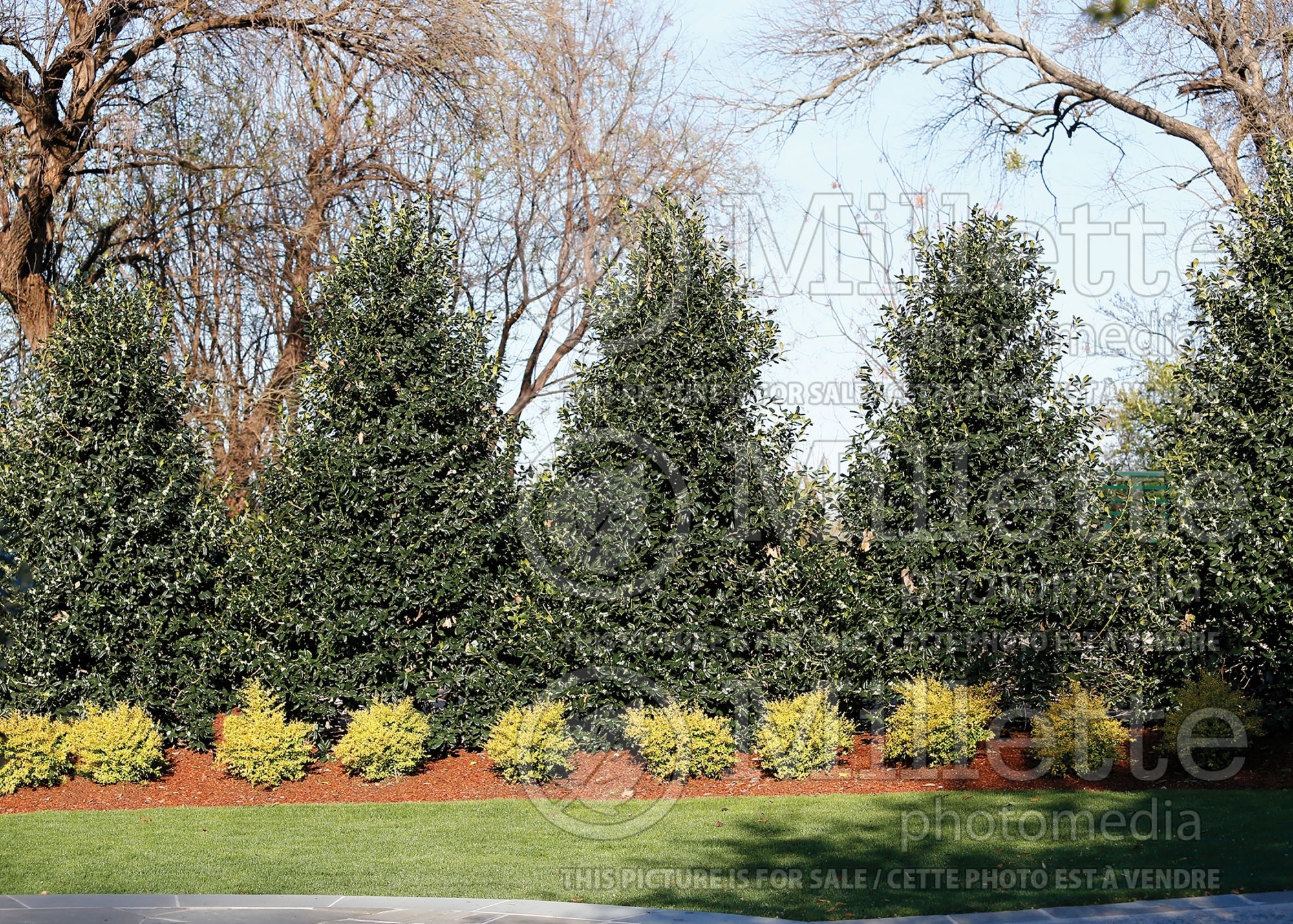 Ilex - Holly hedge 2