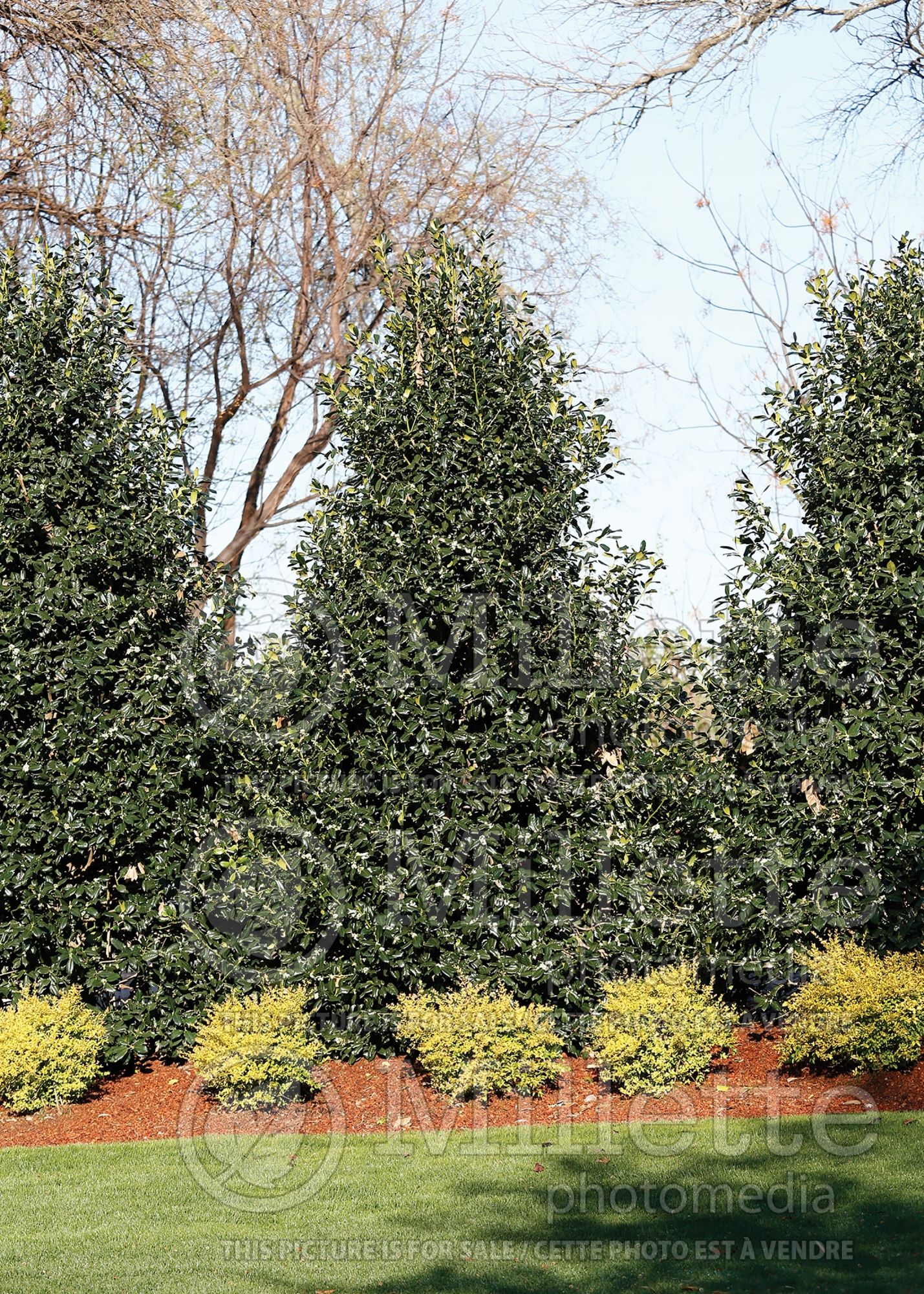 Ilex Nellie R Stevens (Holly - Houx) 5