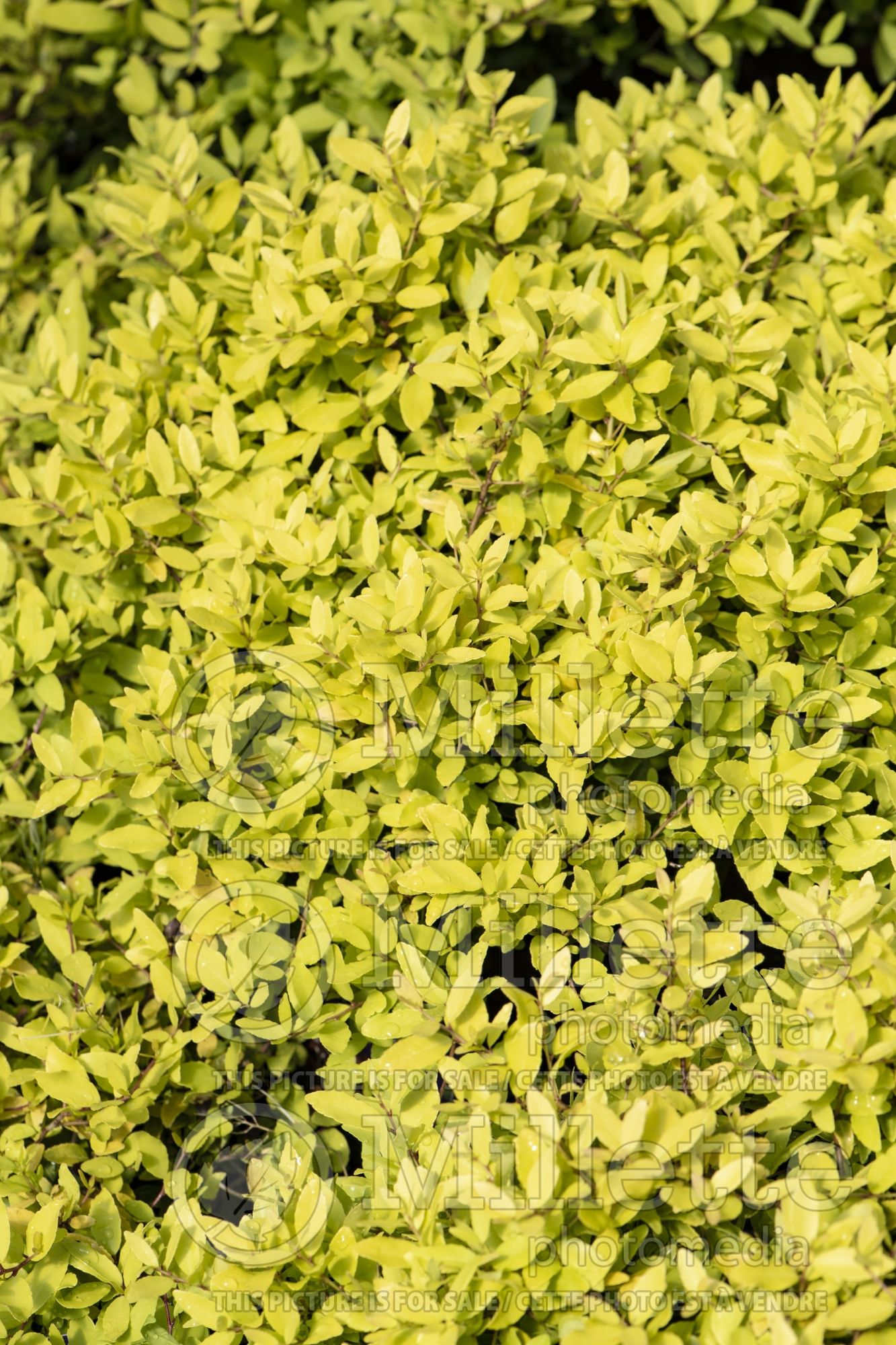 Ilex Eureka Gold (Boxwood Holly) 1