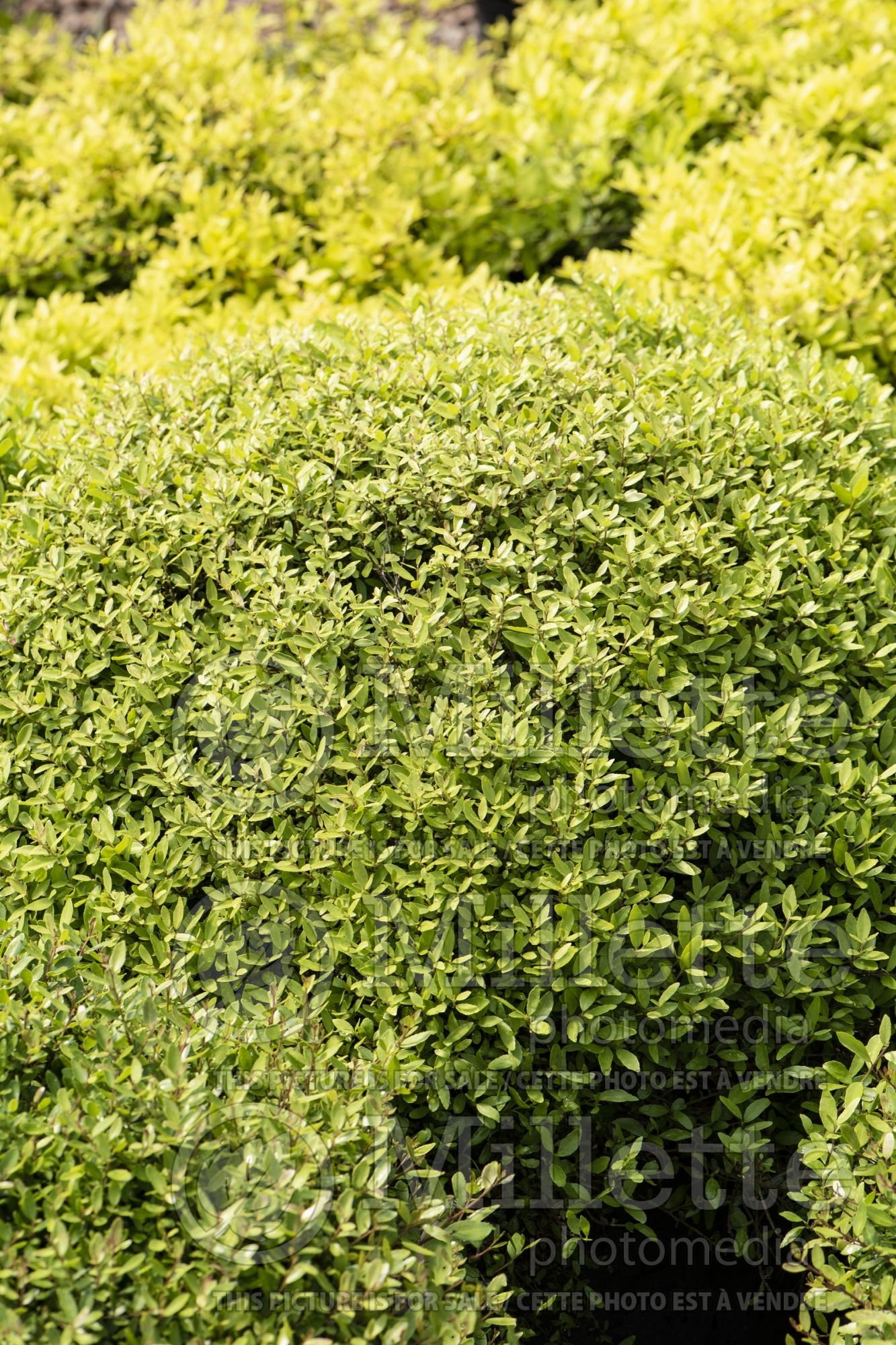 Ilex Micron (Boxwood Holly) 1