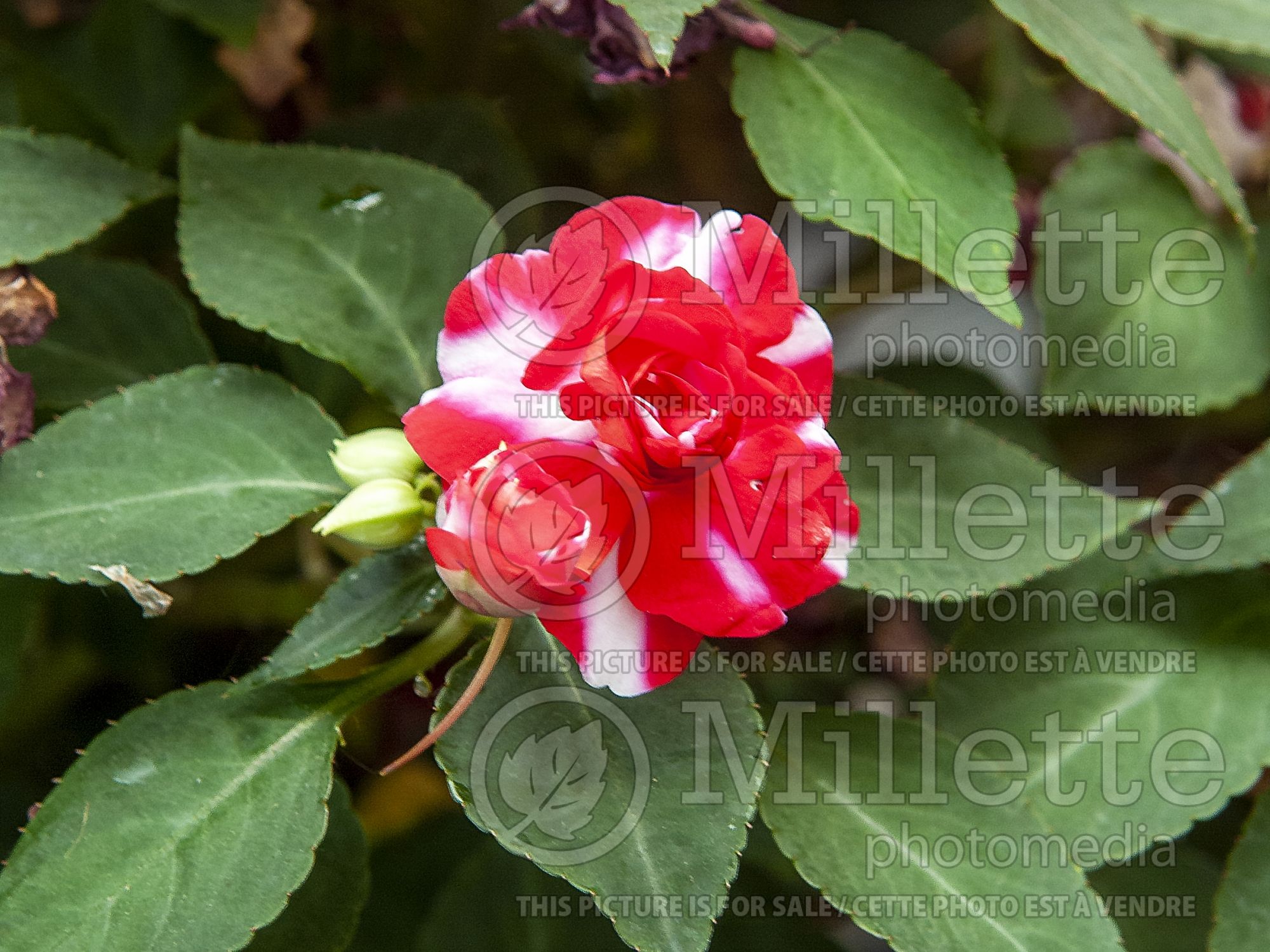 Impatiens Double Fiesta Sparkler Cherry (New Guinea Impatiens) 2
