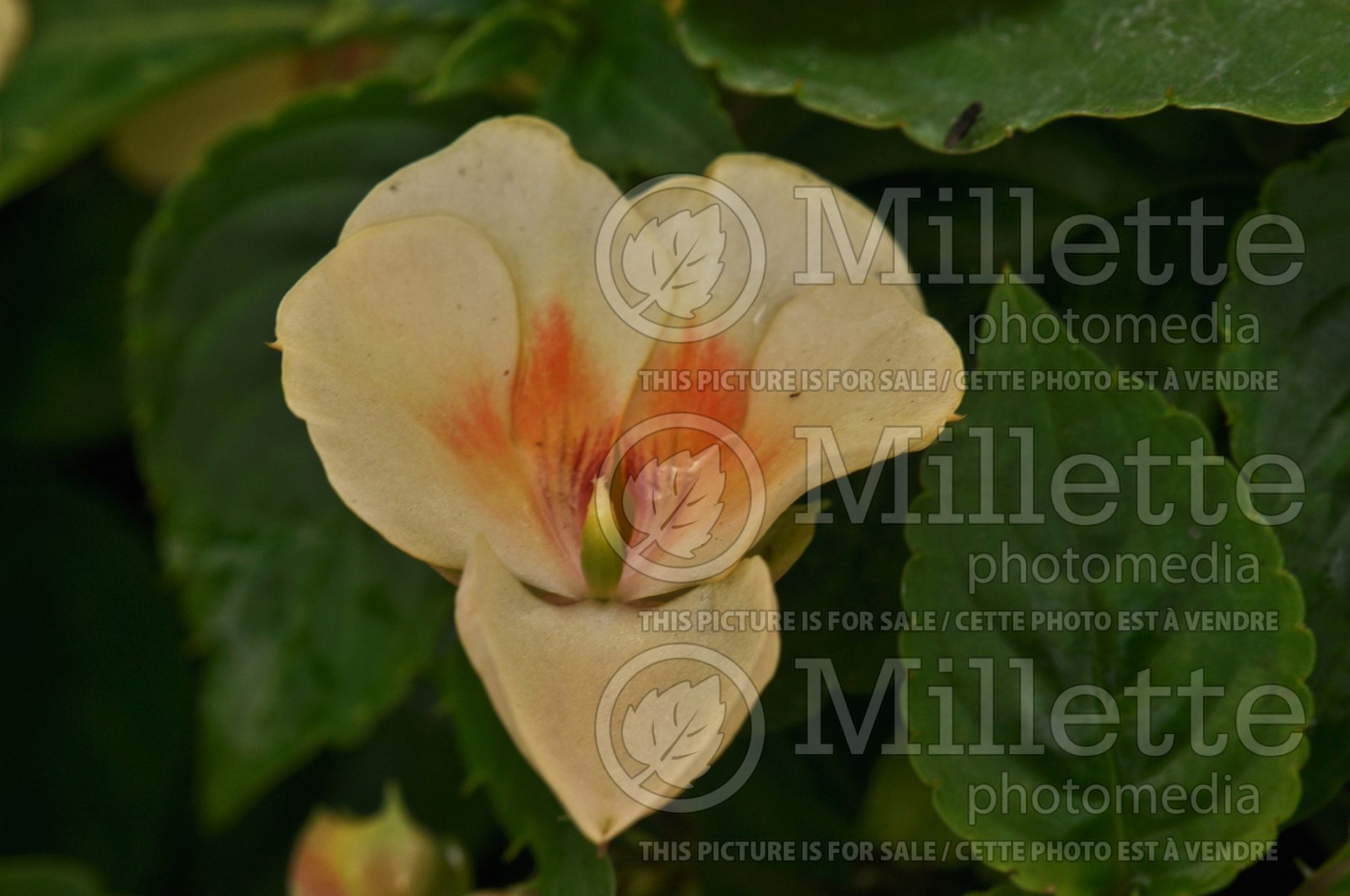 Impatiens Fusion Glow Yellow (New Guinea Impatiens) 2
