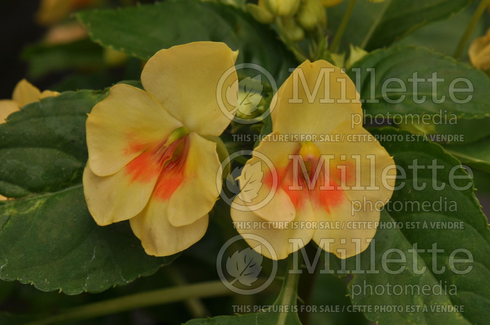 Impatiens Fusion Glow Yellow (New Guinea Impatiens) 3