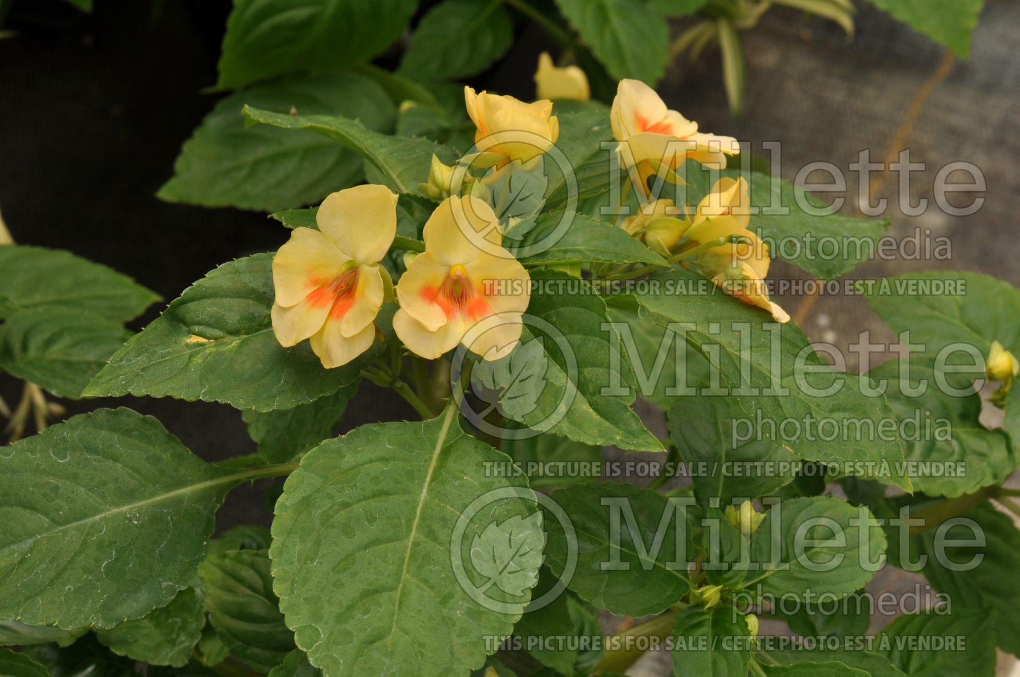 Impatiens Fusion Glow Yellow (New Guinea Impatiens) 4