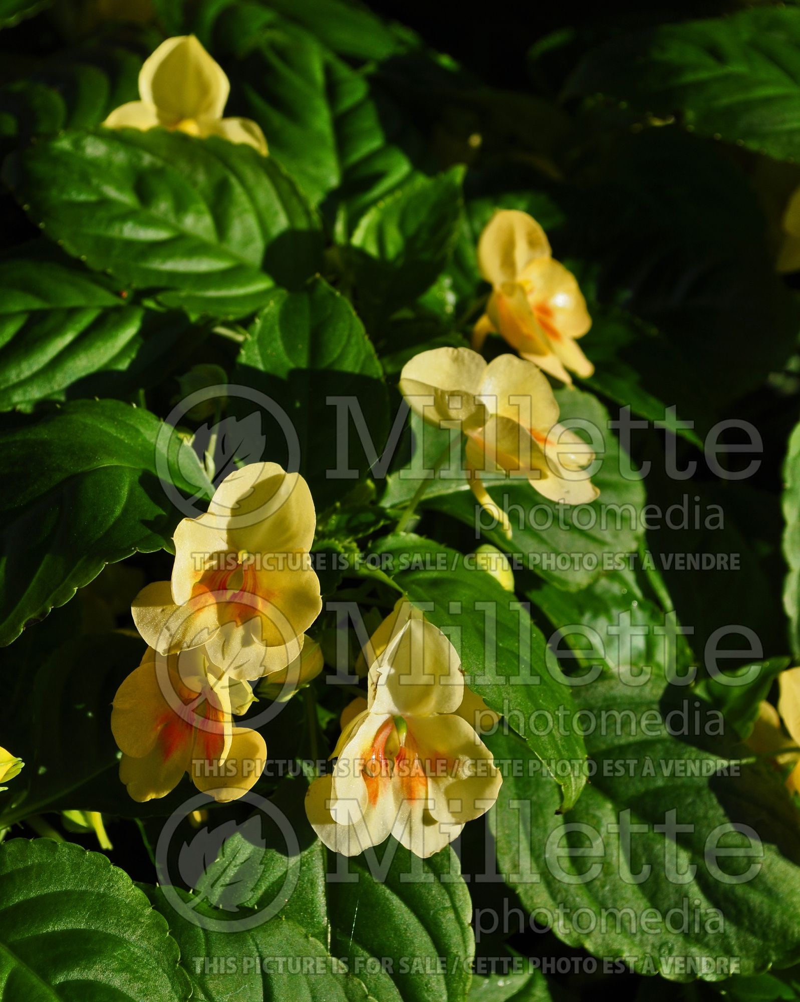 Impatiens Fusion Glow Yellow (New Guinea Impatiens) 7
