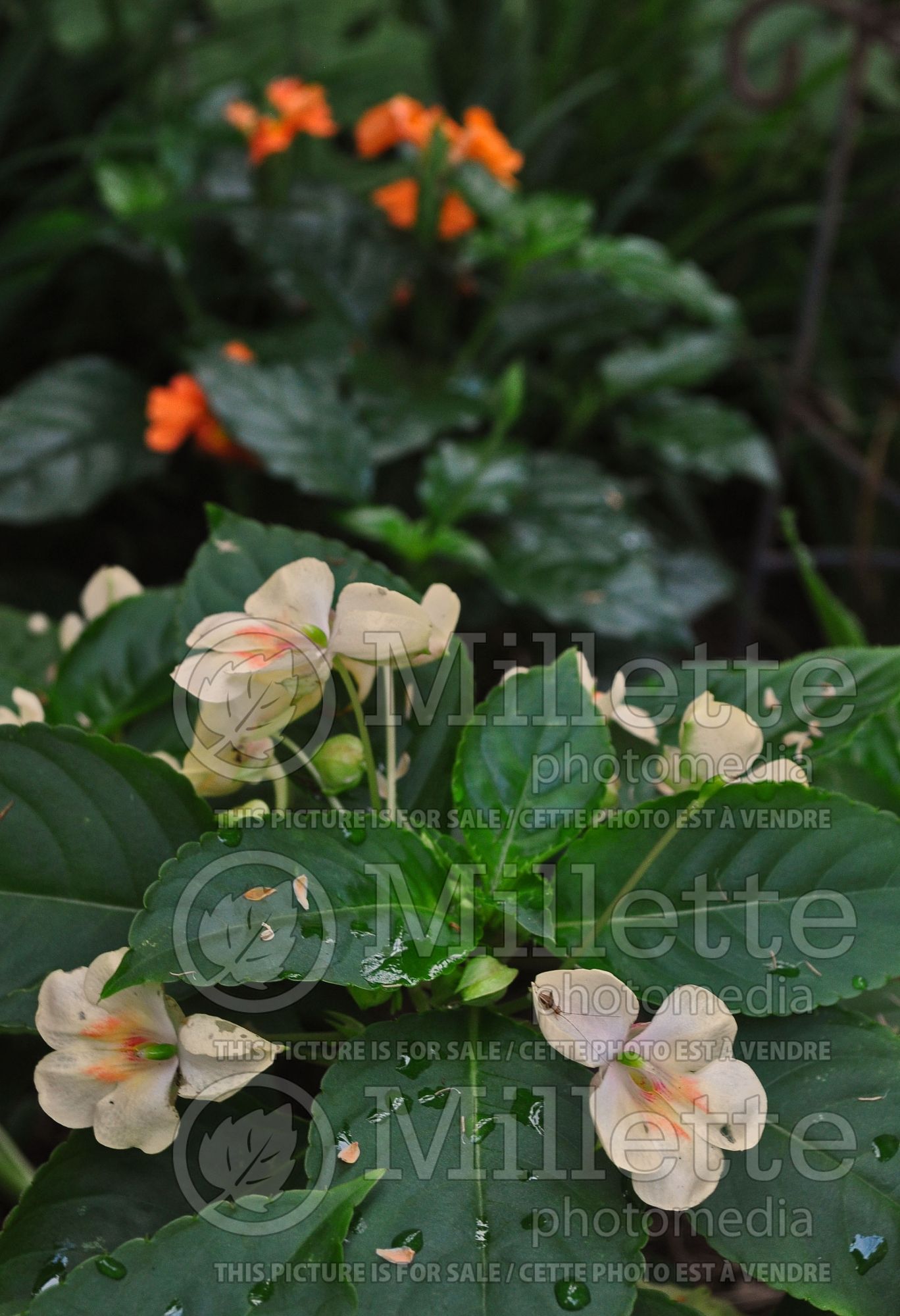 Impatiens Fusion Glow Yellow (New Guinea Impatiens) 6