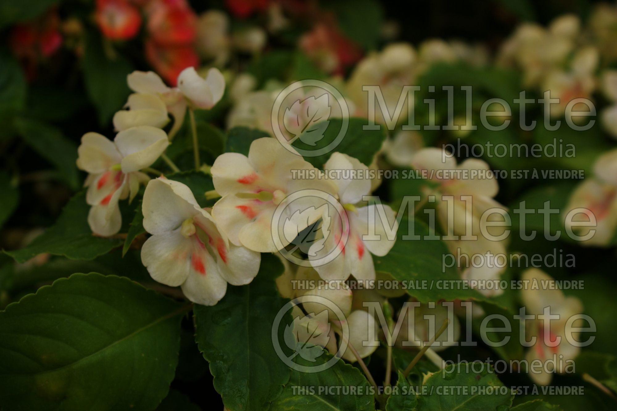 Impatiens Fusion Glow Yellow (New Guinea Impatiens) 5