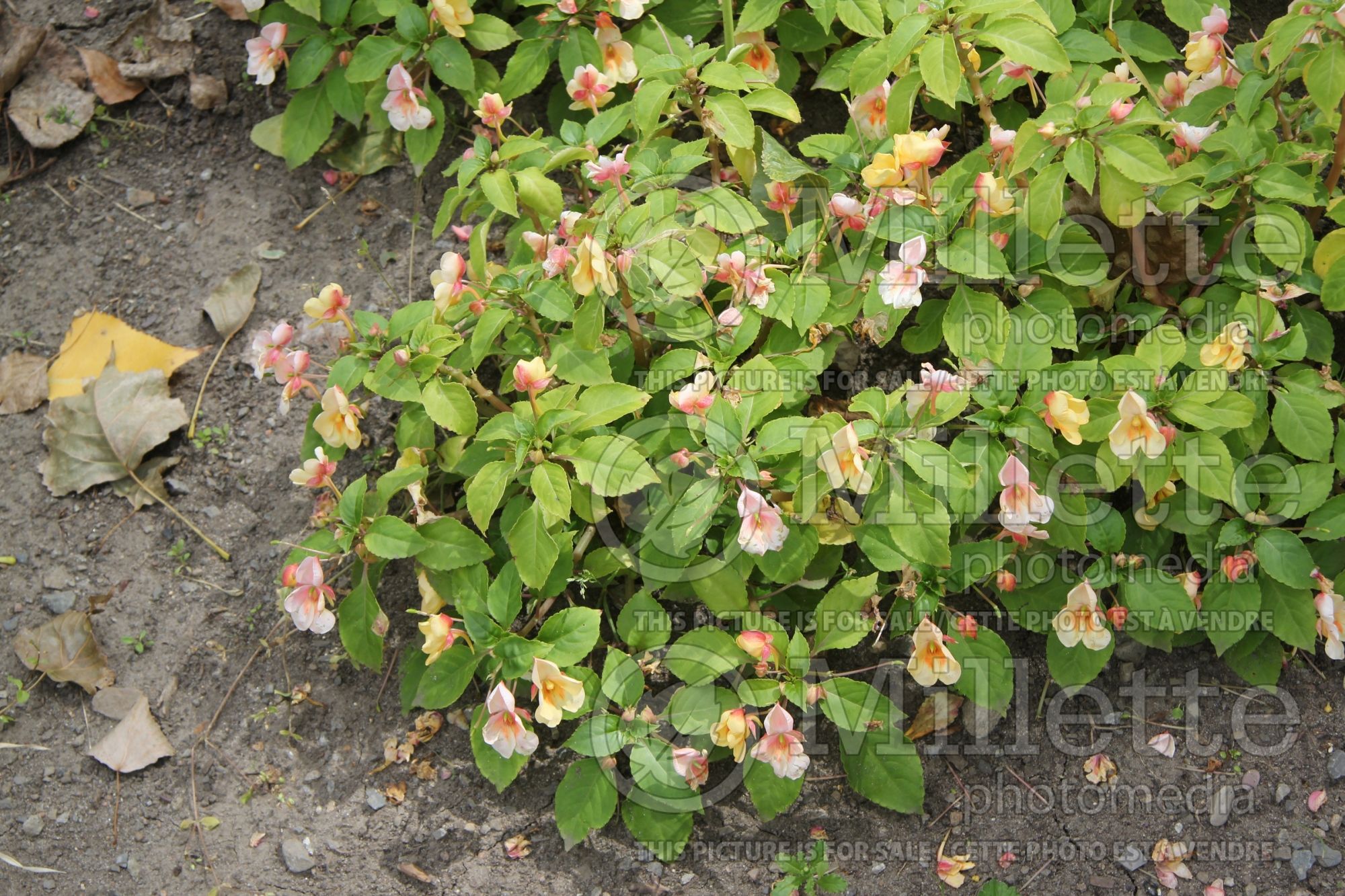 Impatiens Fusion Glow Yellow (New Guinea Impatiens) 1