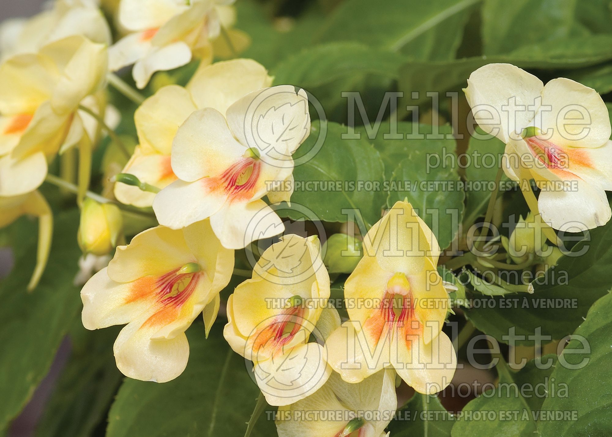 Impatiens Fusion Glow Yellow (New Guinea Impatiens) 9