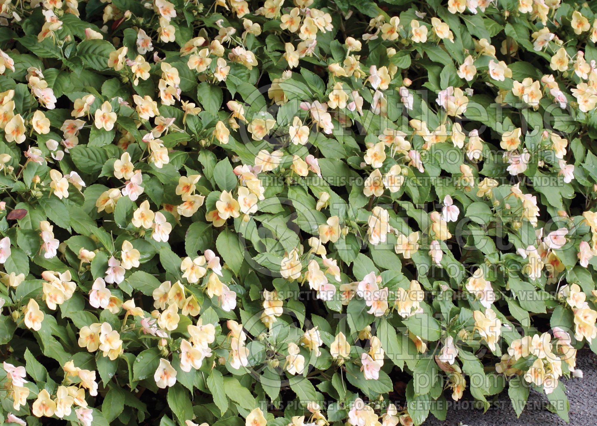 Impatiens Fusion Glow Yellow (New Guinea Impatiens) 8