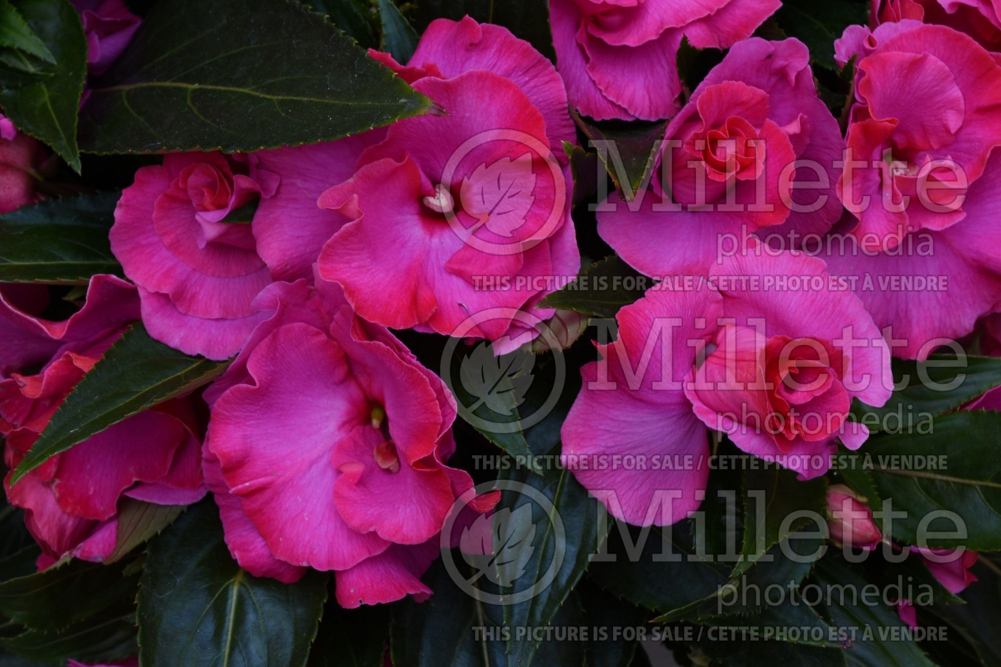 Impatiens Roller Coaster Hot Pink (New Guinea Impatiens) 1