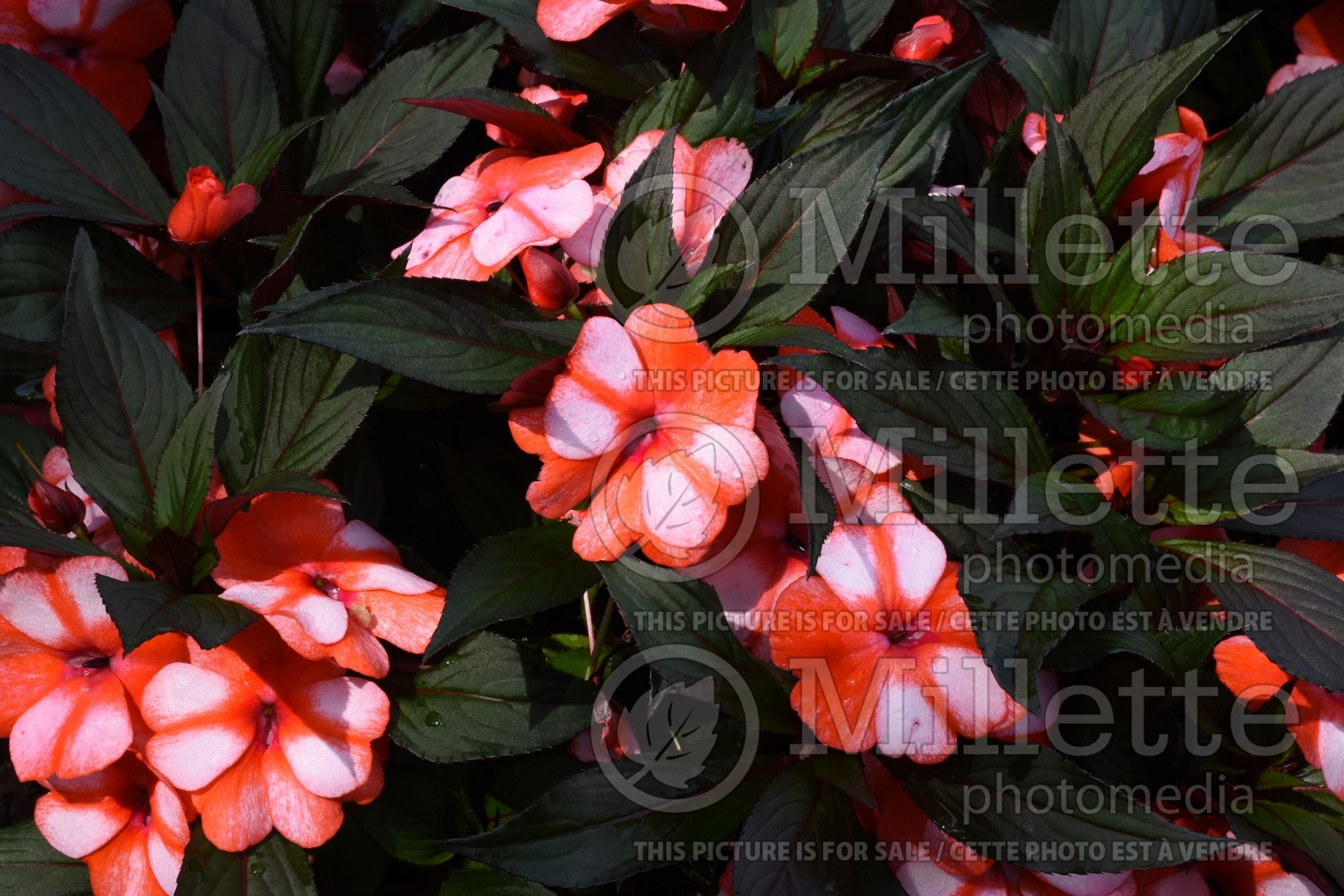 Impatiens Petticoat Mandarin Star (New Guinea Impatiens) 1