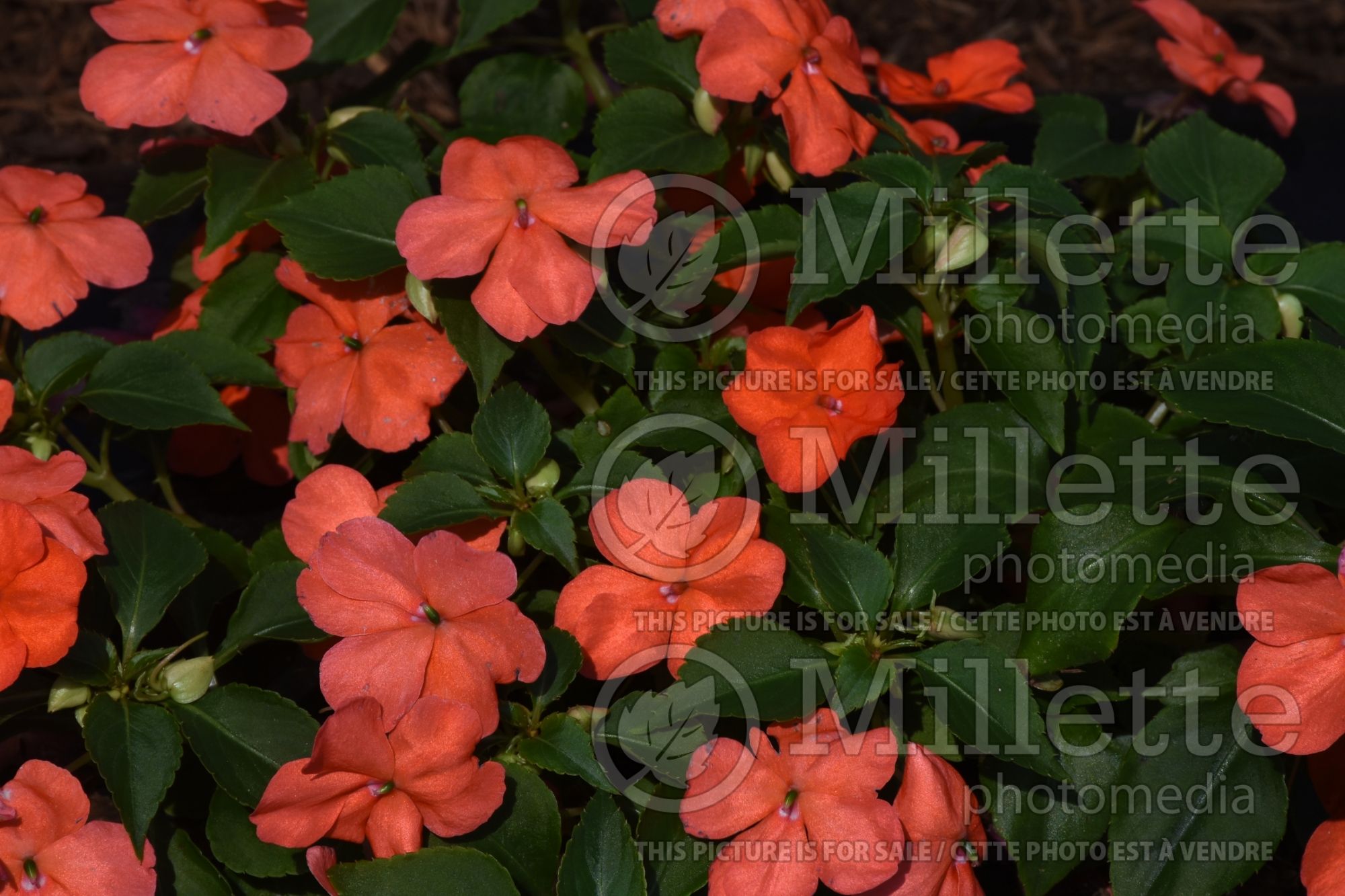 Impatiens Beacon Salmon (New Guinea Impatiens) 1