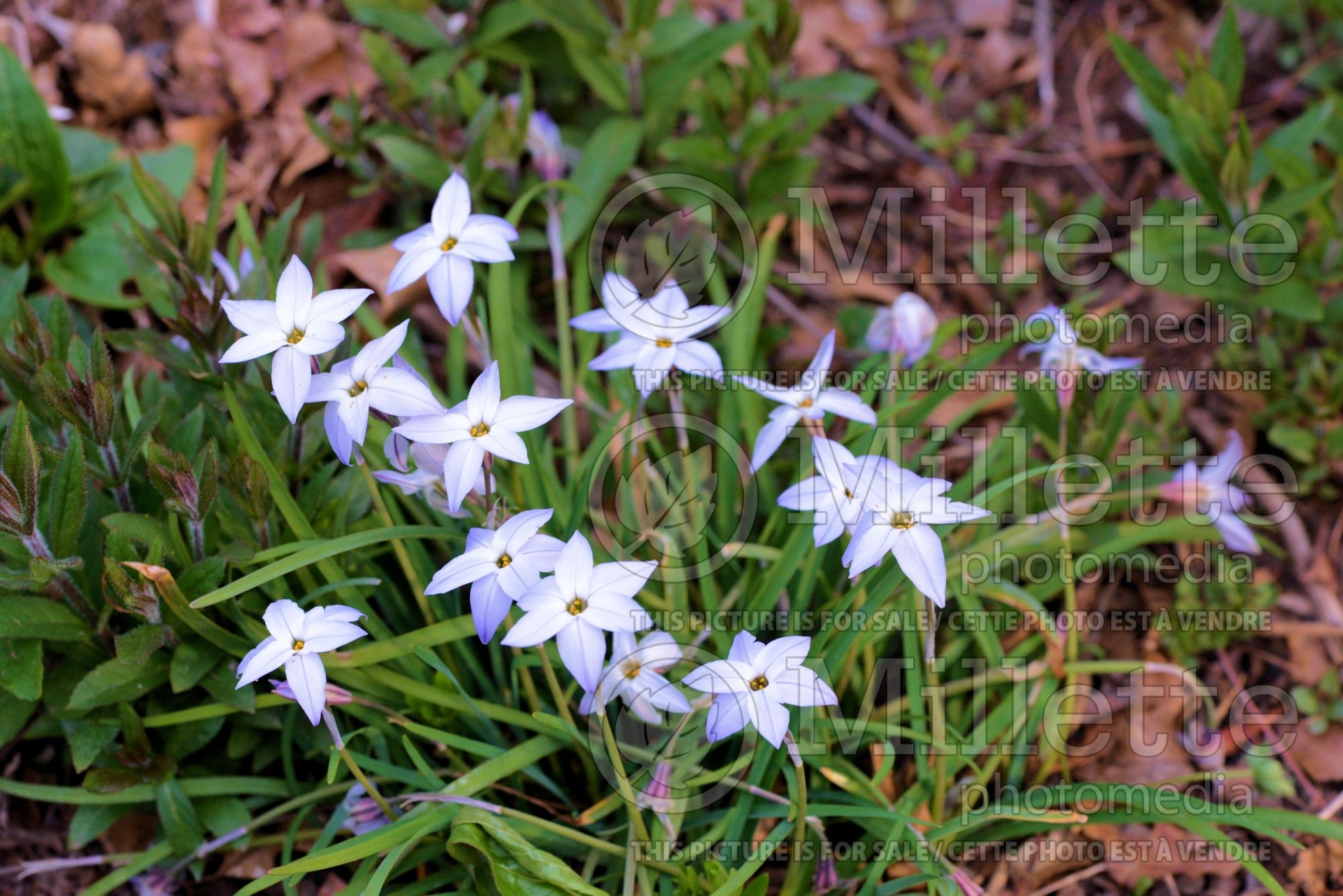 Ipheion Wisley Blue (Spring Starflower) 2