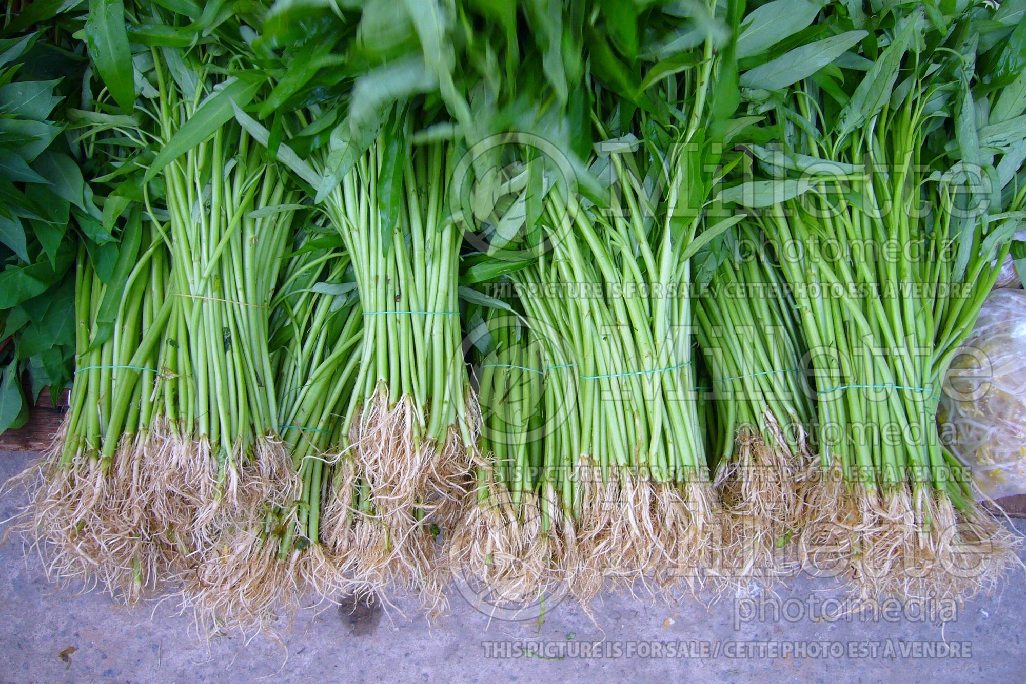 Ipomoea aquatica (water spinach asiatic vegetable) 5