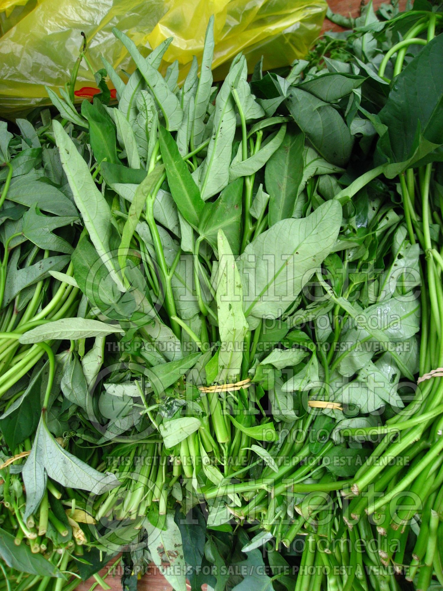 Ipomoea aquatica (water spinach asiatic vegetable) 6